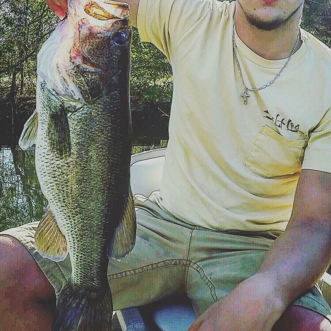 Largemouth bass caught on Fishbrain