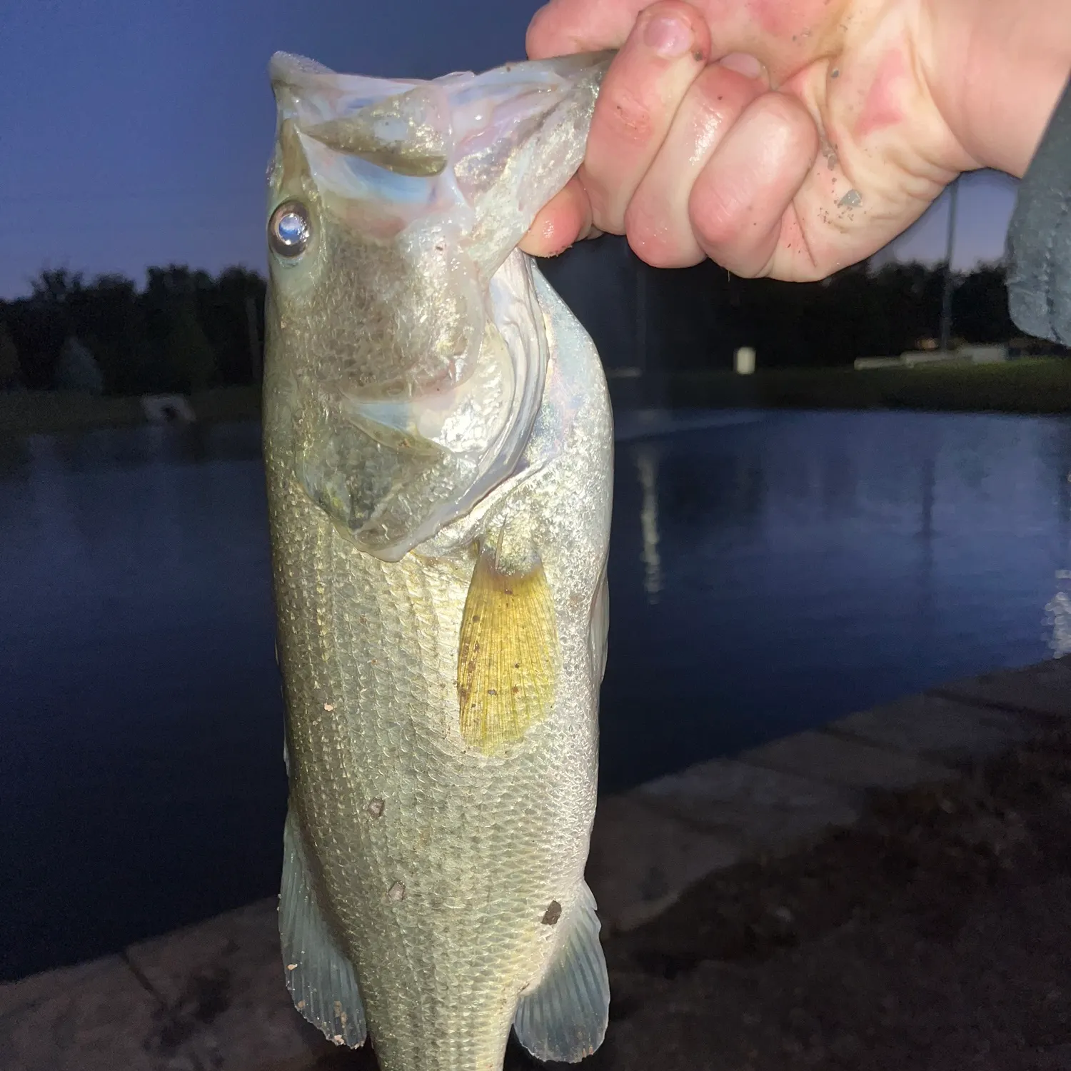 Largemouth bass caught on Fishbrain