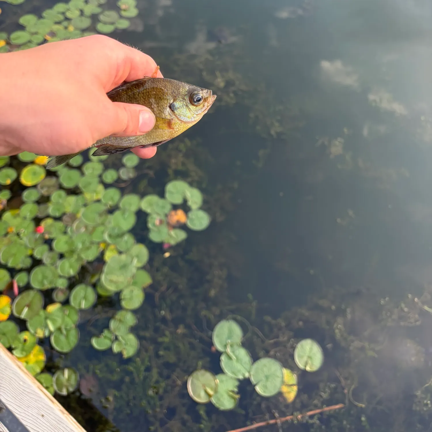 Bluegill caught on Fishbrain