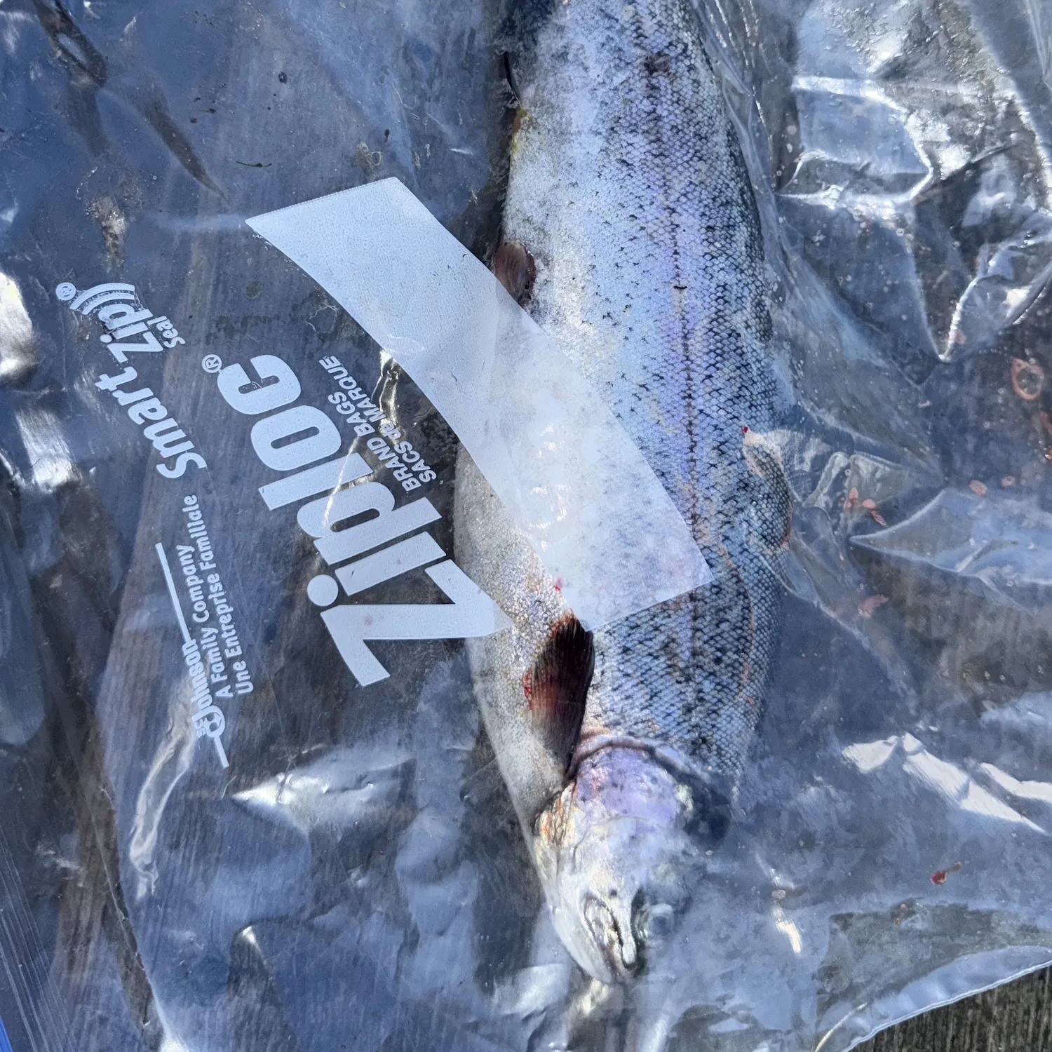 Rainbow trout caught on Fishbrain