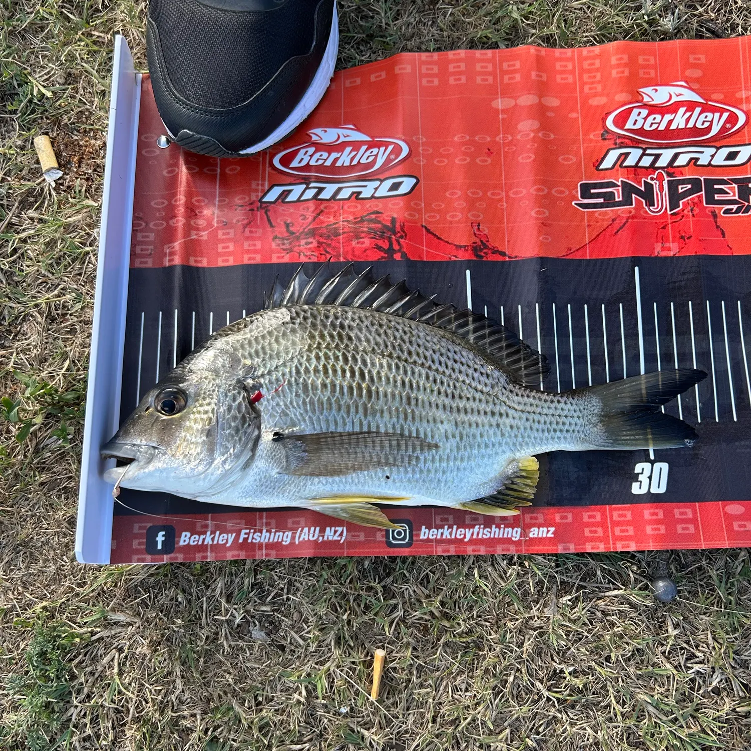 Surf bream caught on Fishbrain