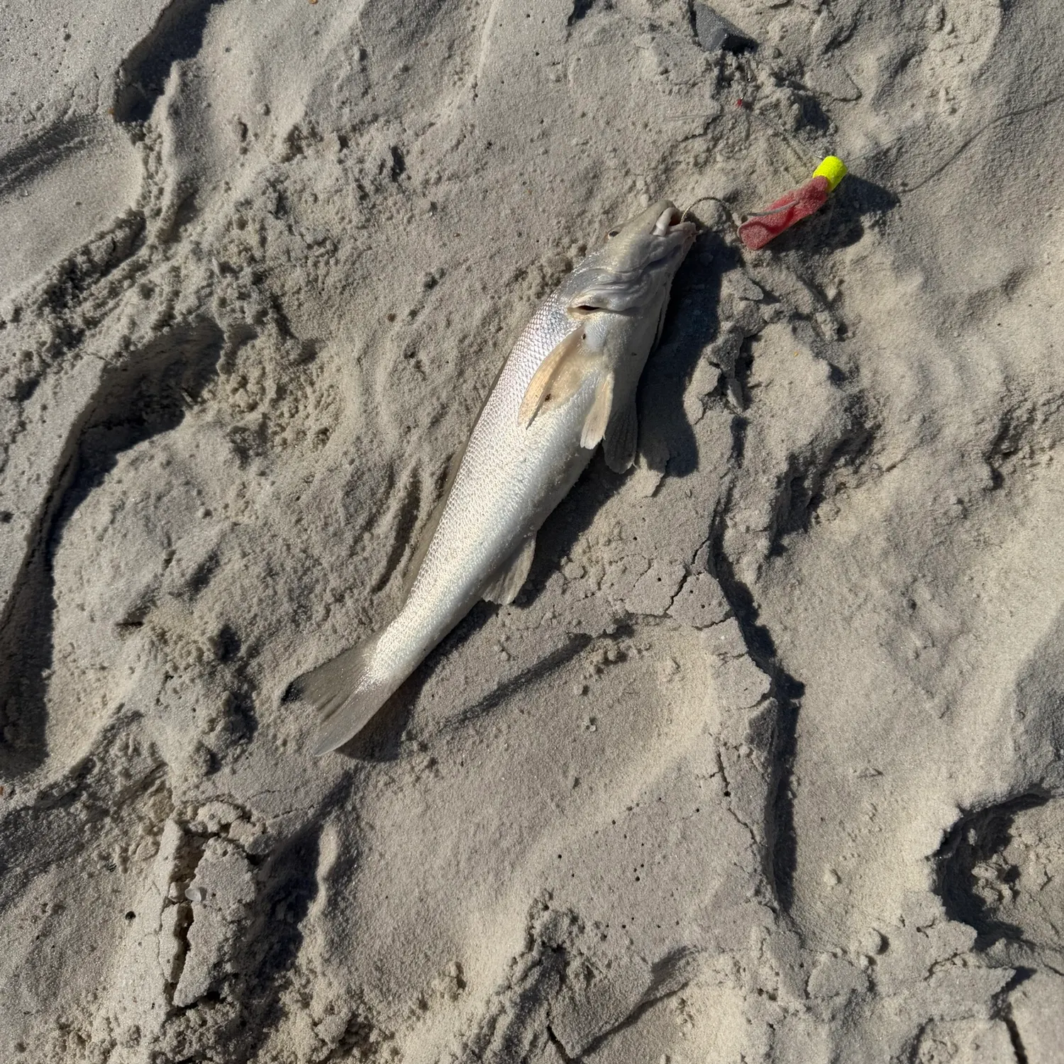 Gulf kingcroaker caught on Fishbrain