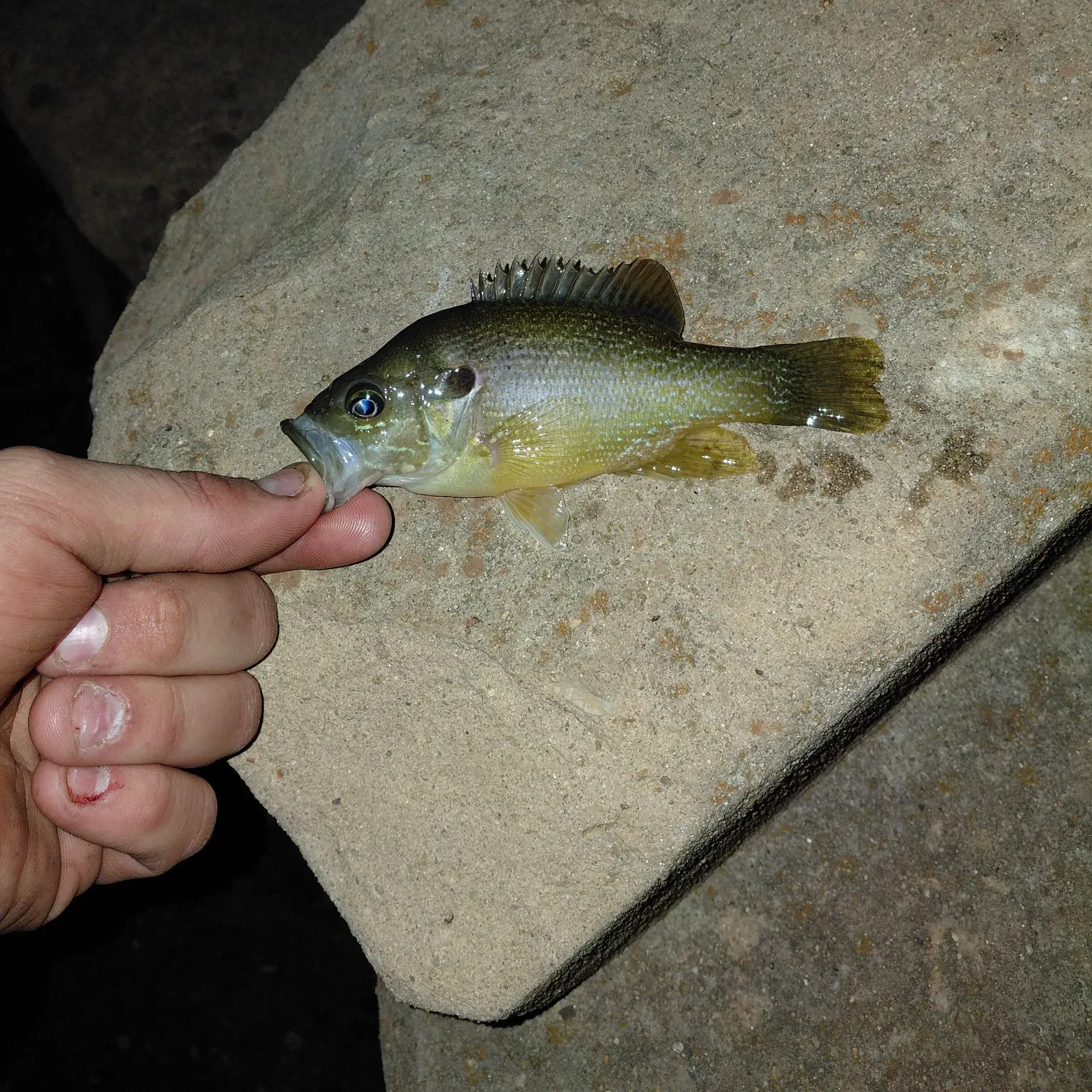 The most recent Green sunfish catches on Fishbrain