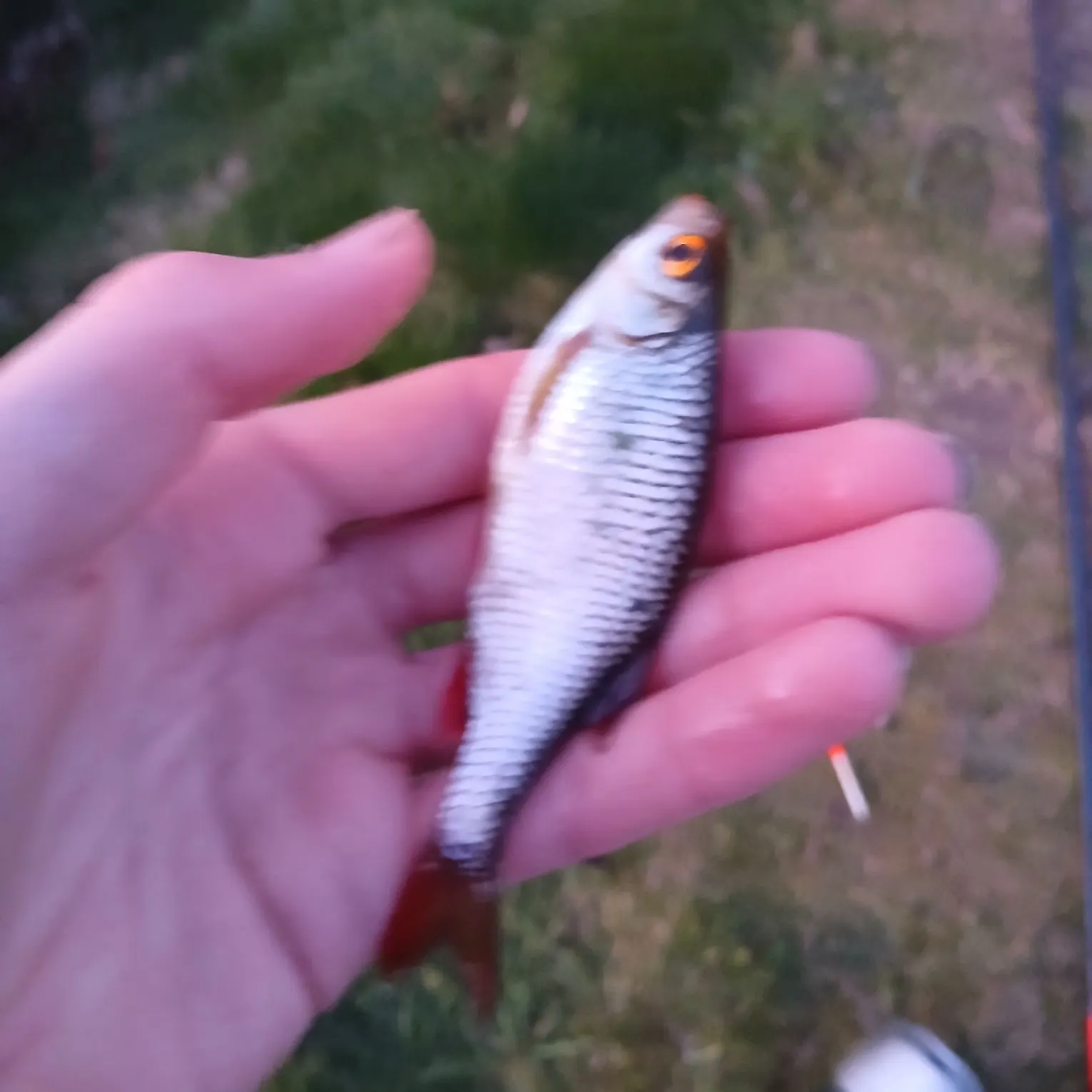 Common roach caught on Fishbrain