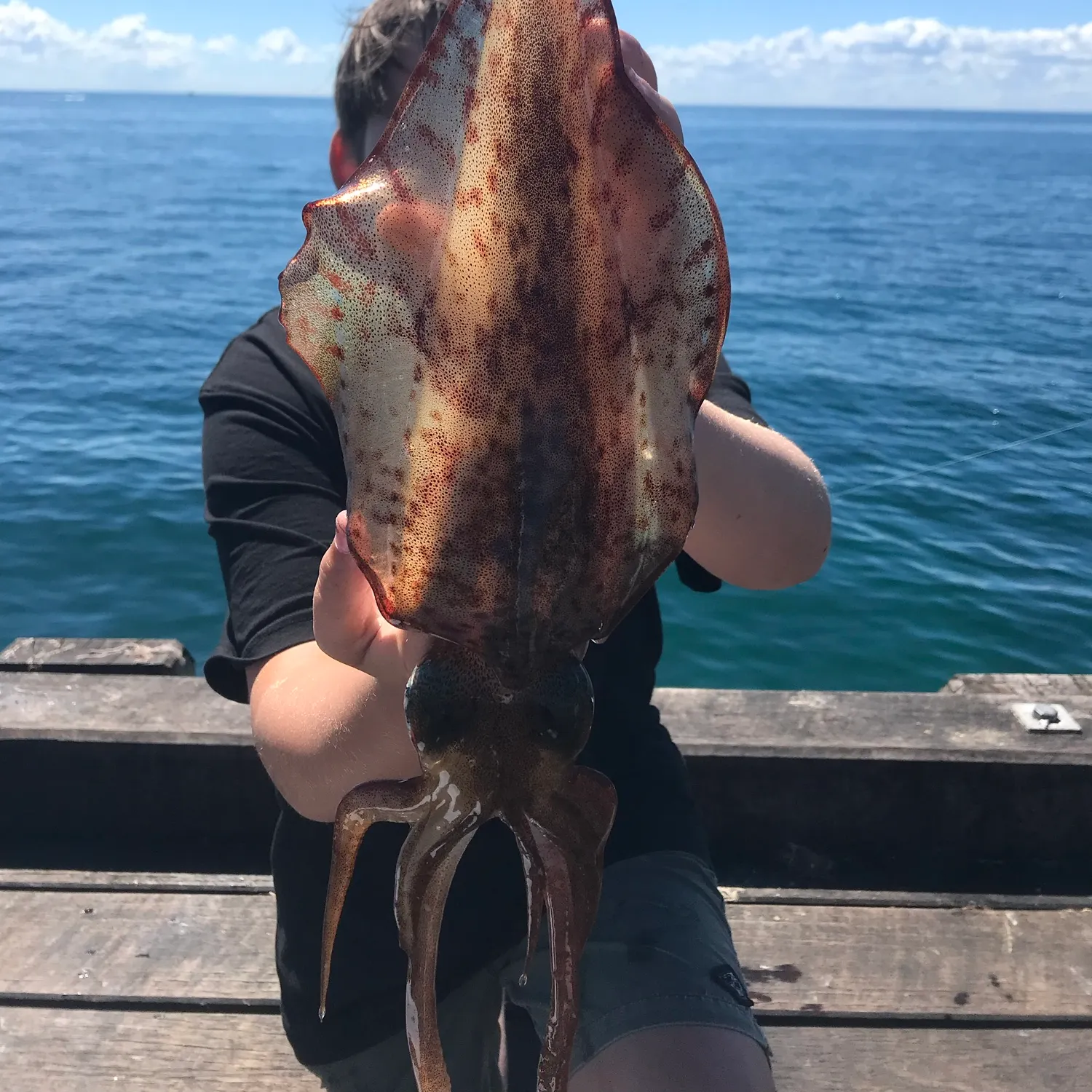 Southern calamari caught on Fishbrain
