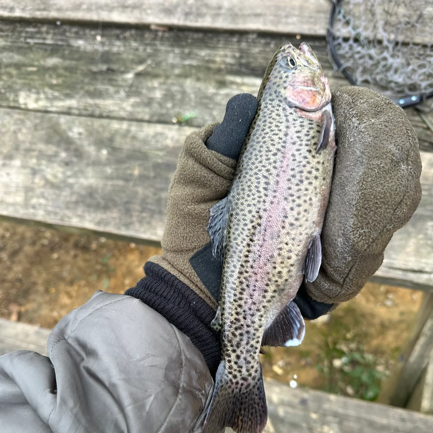 The most recent Rainbow trout catches on Fishbrain