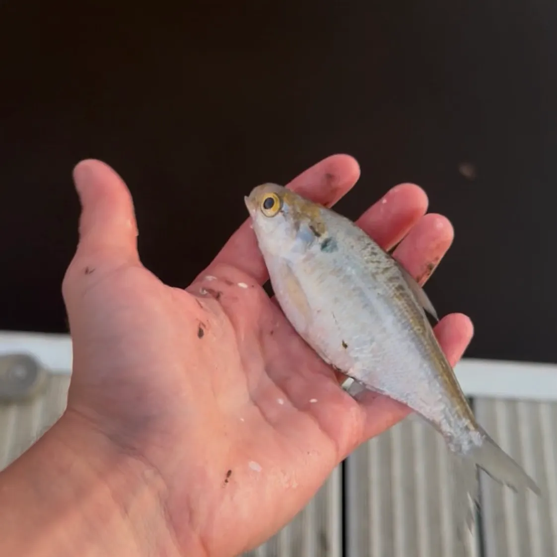 The most recent Atlantic menhaden catches on Fishbrain