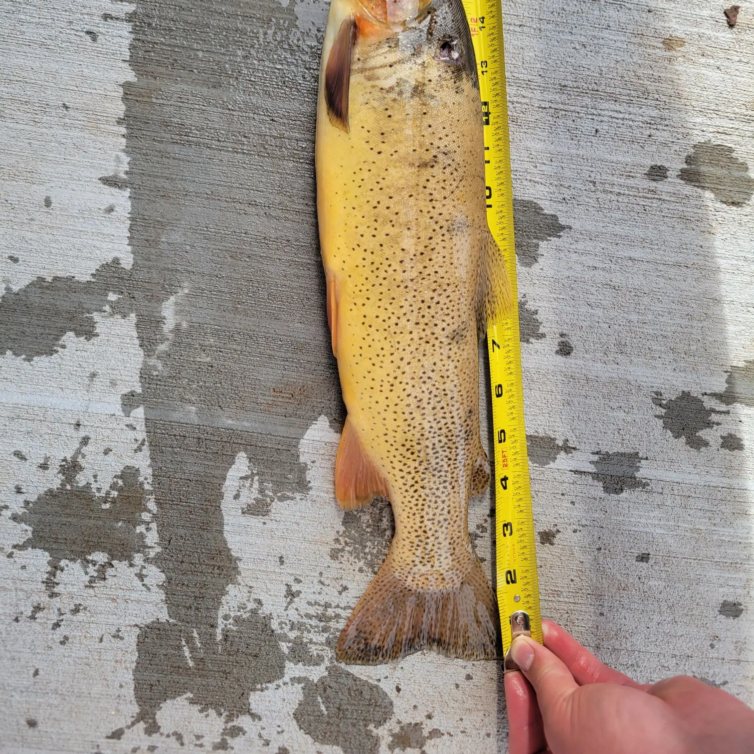 The most recent Cutthroat trout catches on Fishbrain