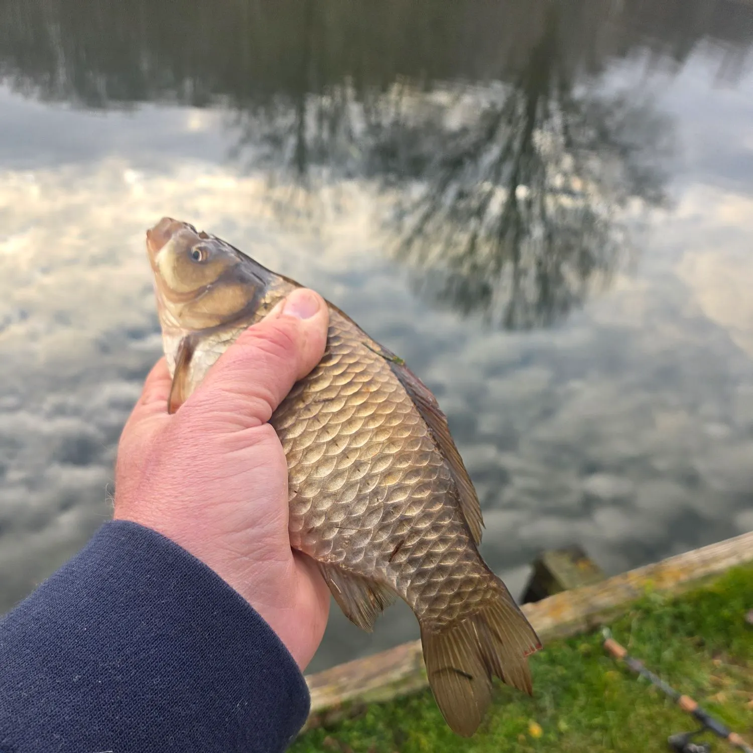 The most recent Crucian carp catches on Fishbrain