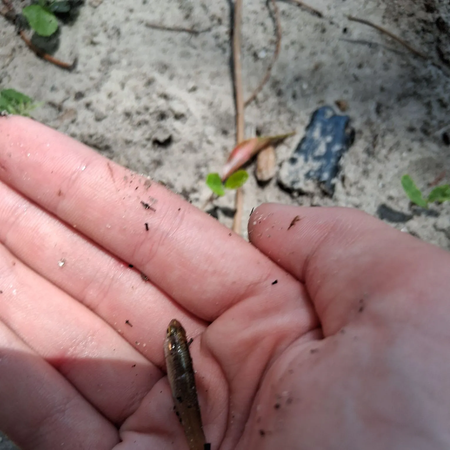 The most recent Golden topminnow catches on Fishbrain