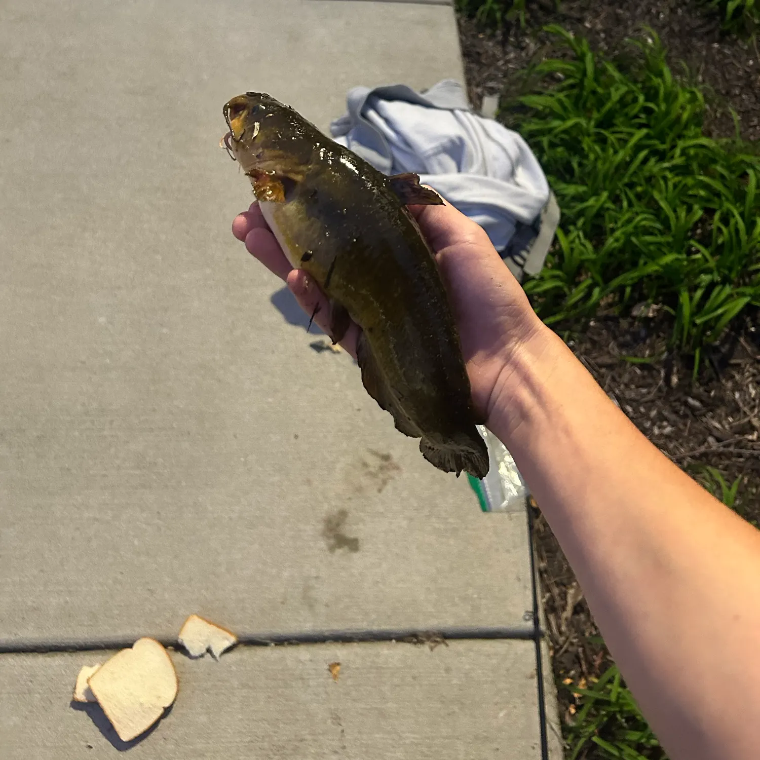 Yellow bullhead caught on Fishbrain