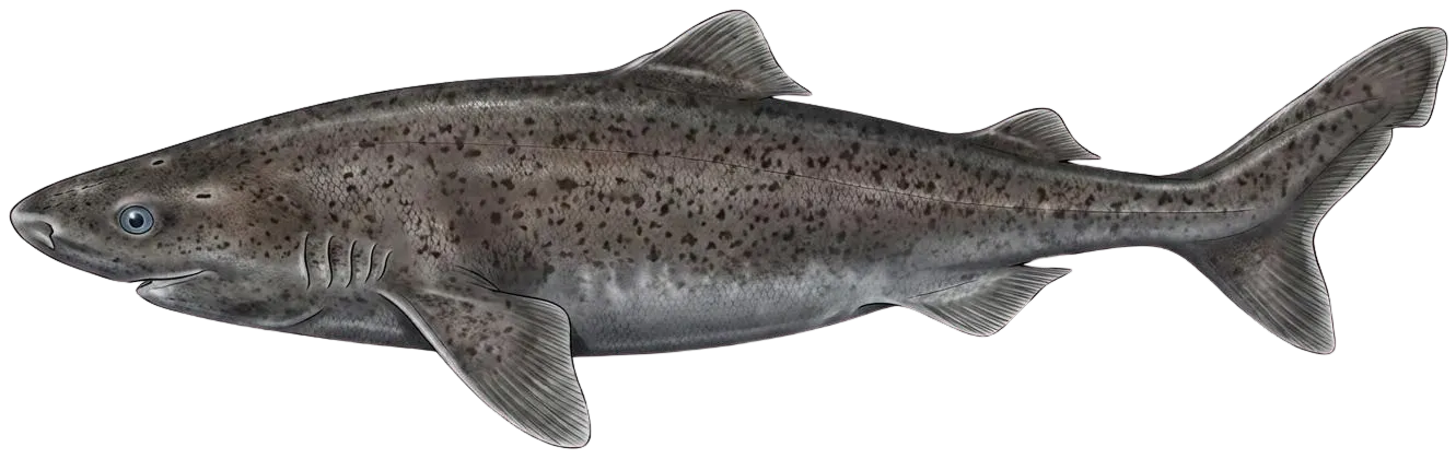 Greenland shark