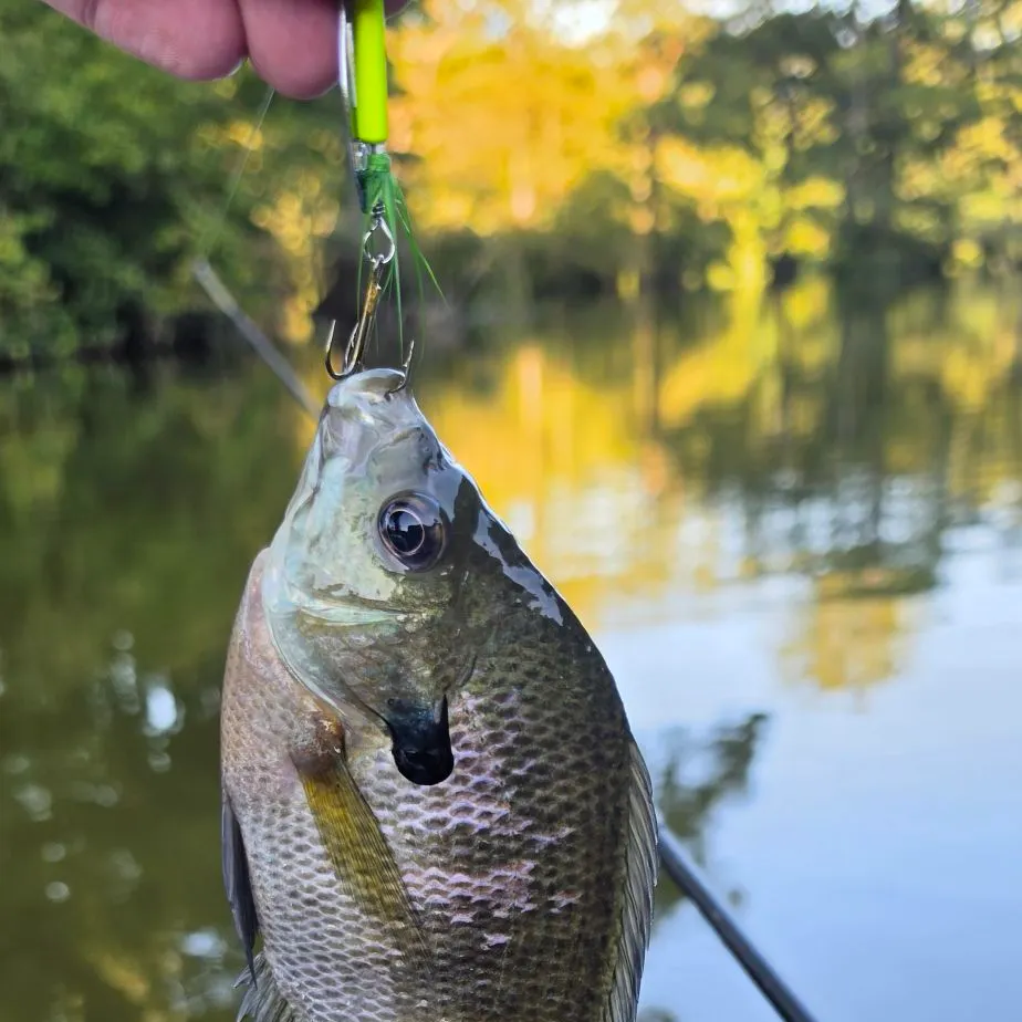 Bluegill caught on Fishbrain
