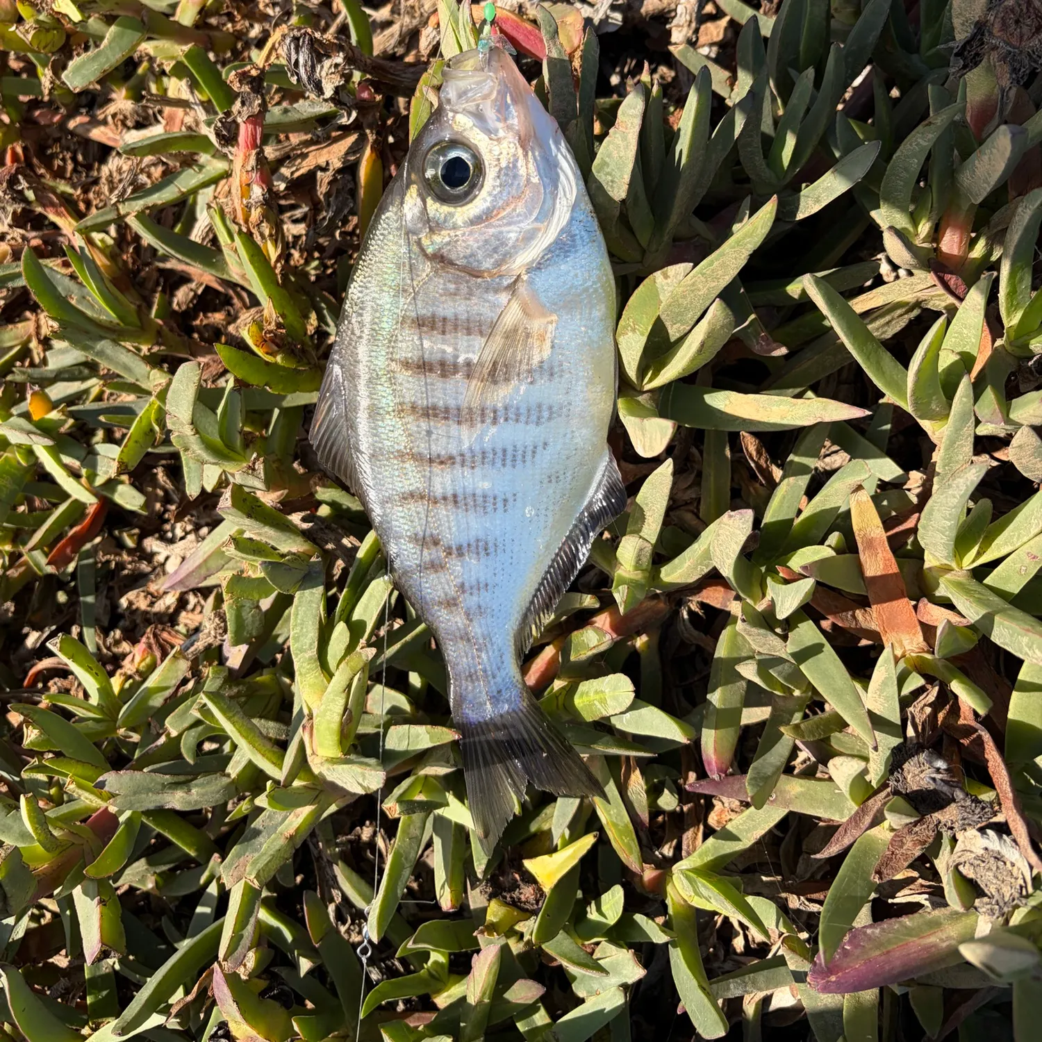 Walleye surfperch caught on Fishbrain