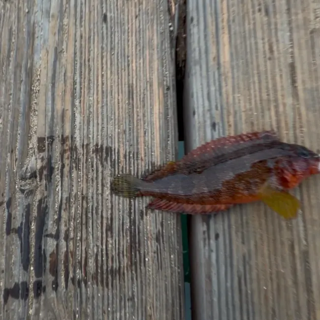 The most recent Largemouth blenny catches on Fishbrain