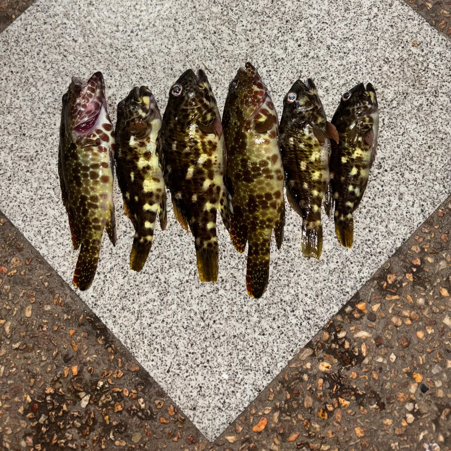 recently logged catches
