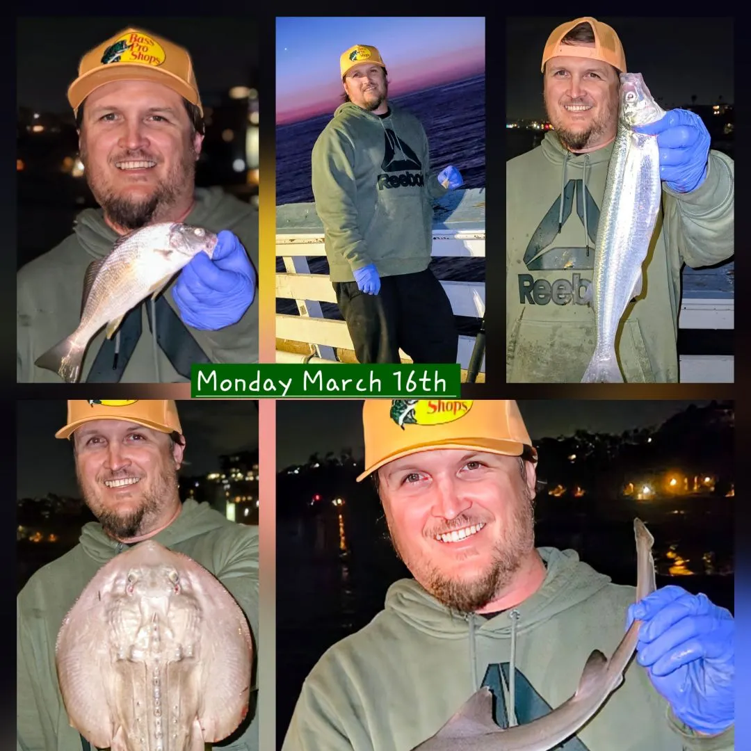 The most recent Grey smooth-hound catches on Fishbrain