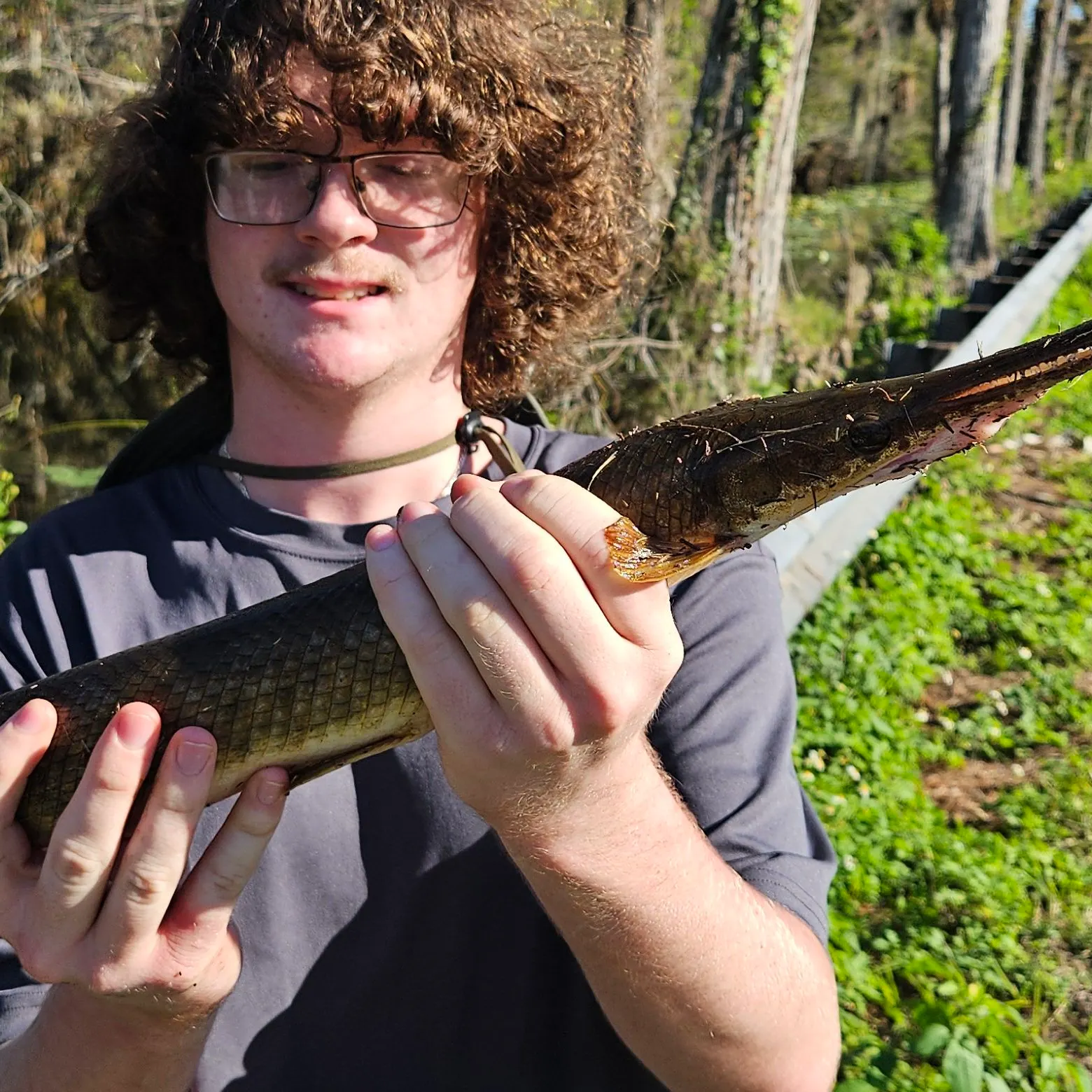 The most recent Spotted gar catches on Fishbrain