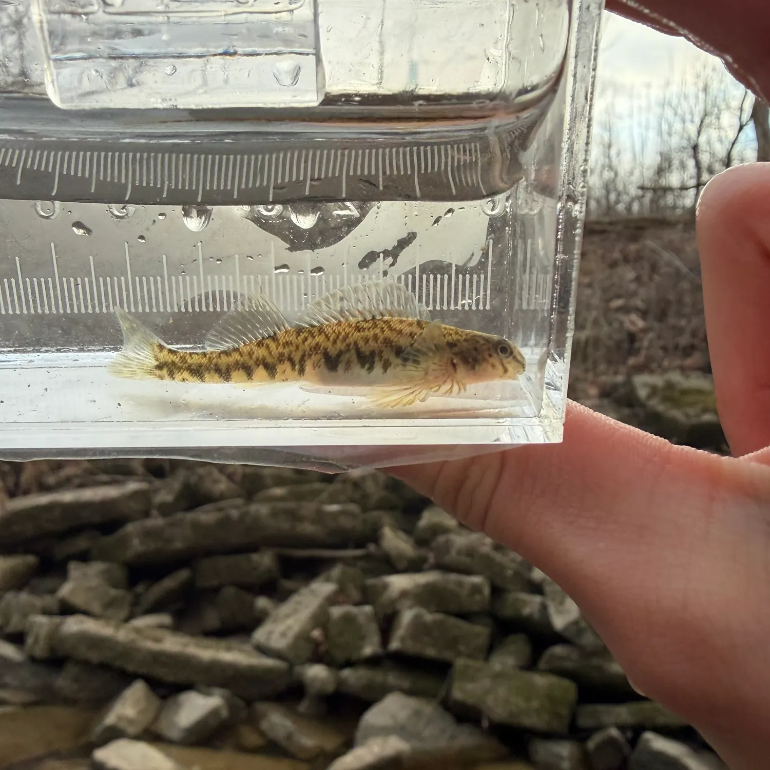 The most recent Greenside darter catches on Fishbrain