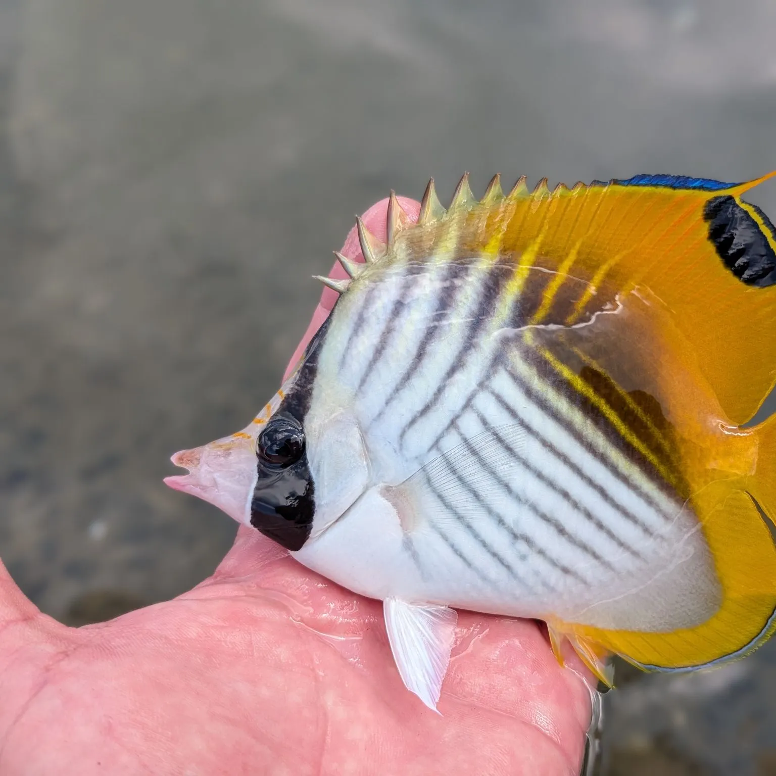 The most recent Threadfin butterflyfish catches on Fishbrain