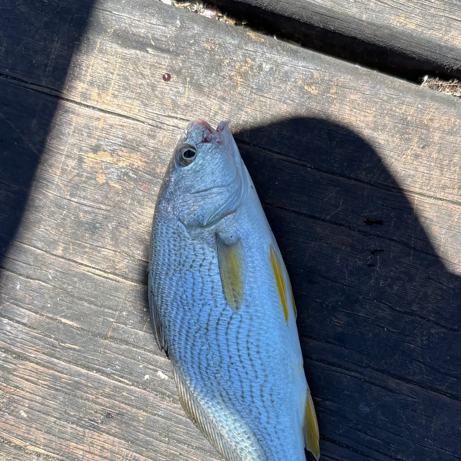 The most recent Yellowfin croaker catches on Fishbrain