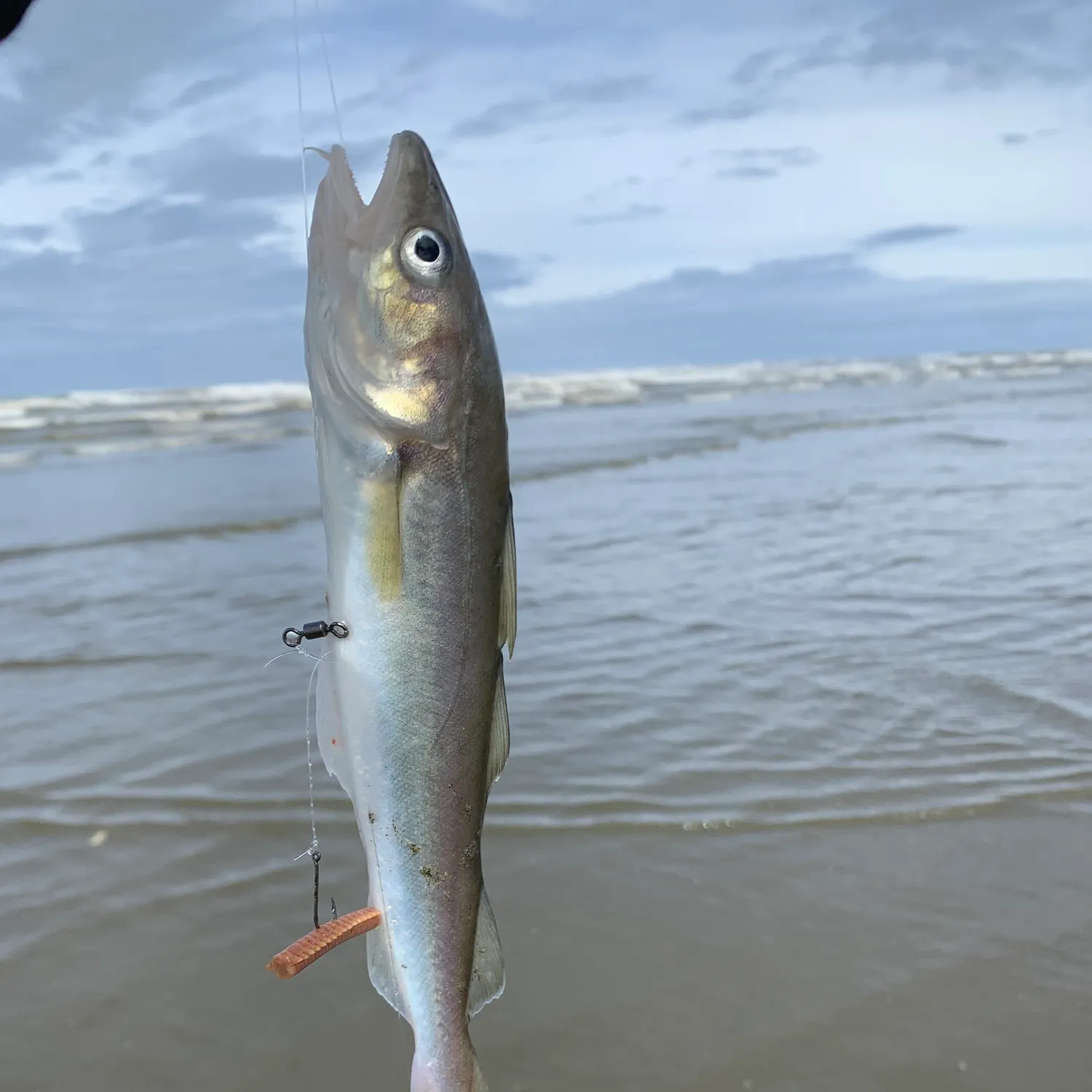 The most recent Pacific tomcod catches on Fishbrain