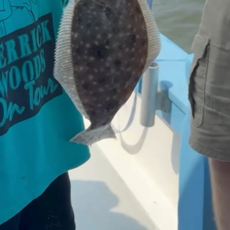The most recent Summer flounder catches on Fishbrain