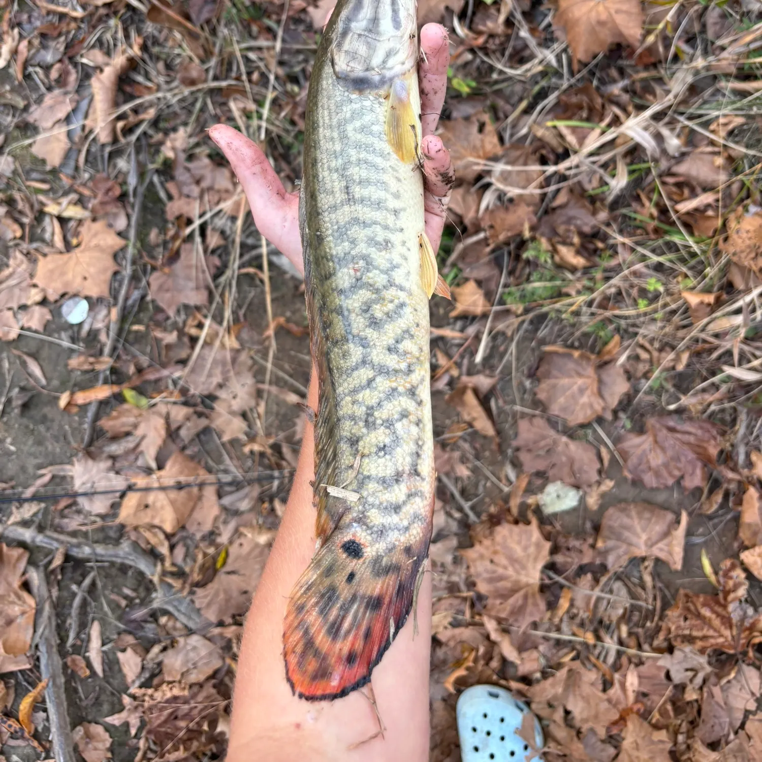 The most recent Ruddy bowfin catches on Fishbrain