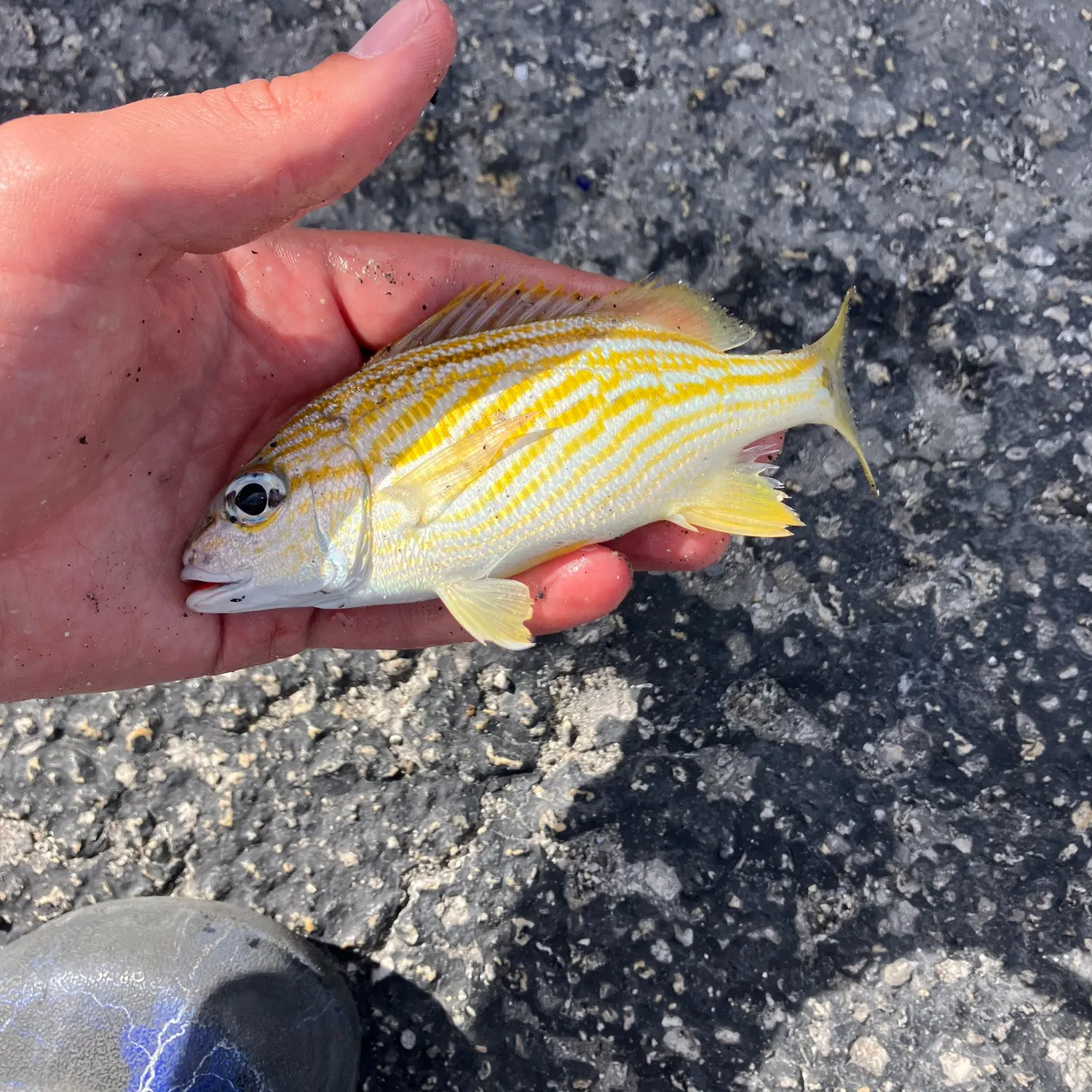 The most recent French grunt catches on Fishbrain