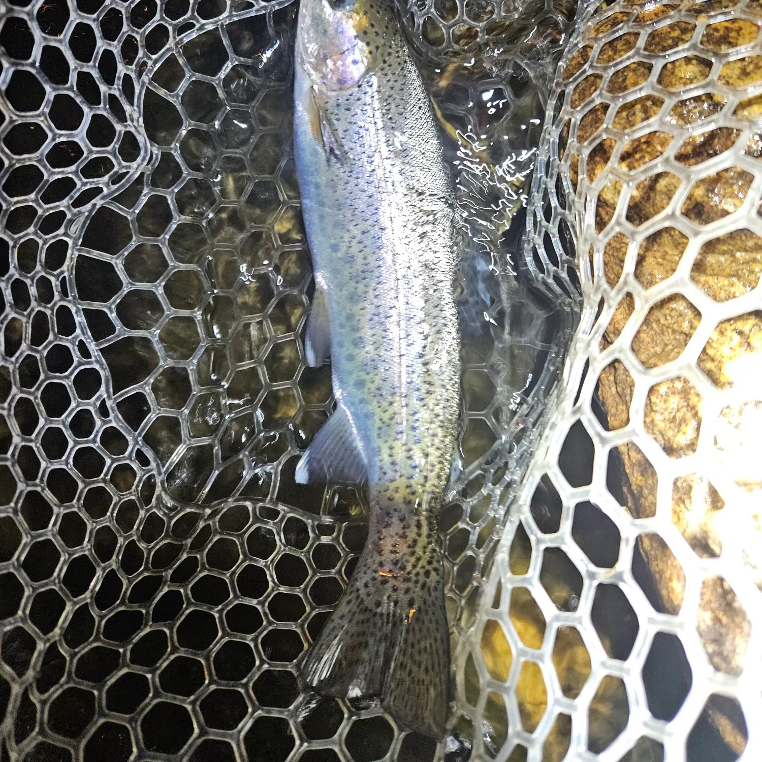 The most recent Rainbow trout catches on Fishbrain