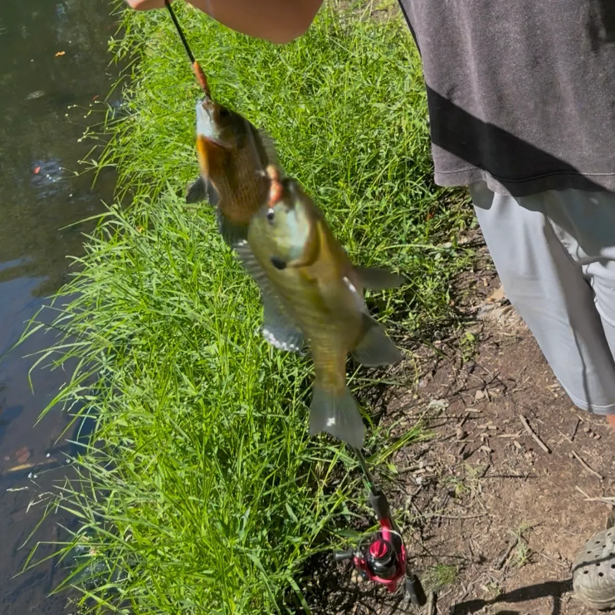 Bluegill caught on Fishbrain