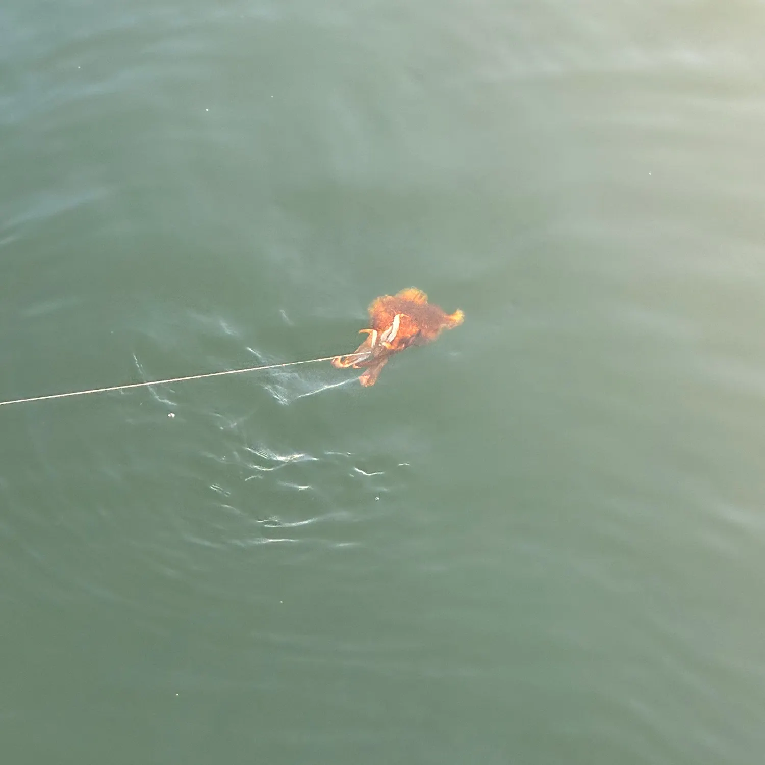 The most recent Common cuttlefish catches on Fishbrain