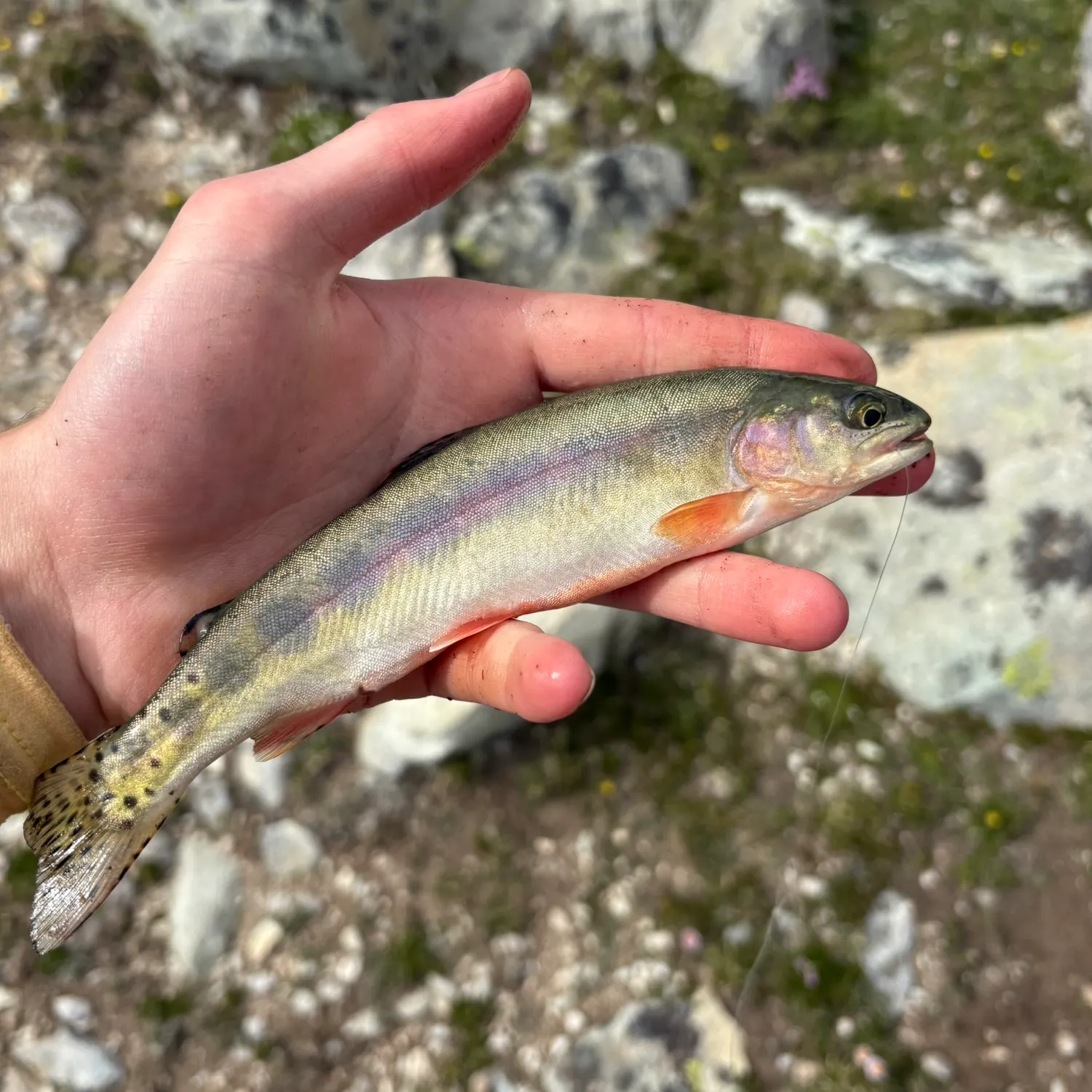 The most recent Golden trout catches on Fishbrain