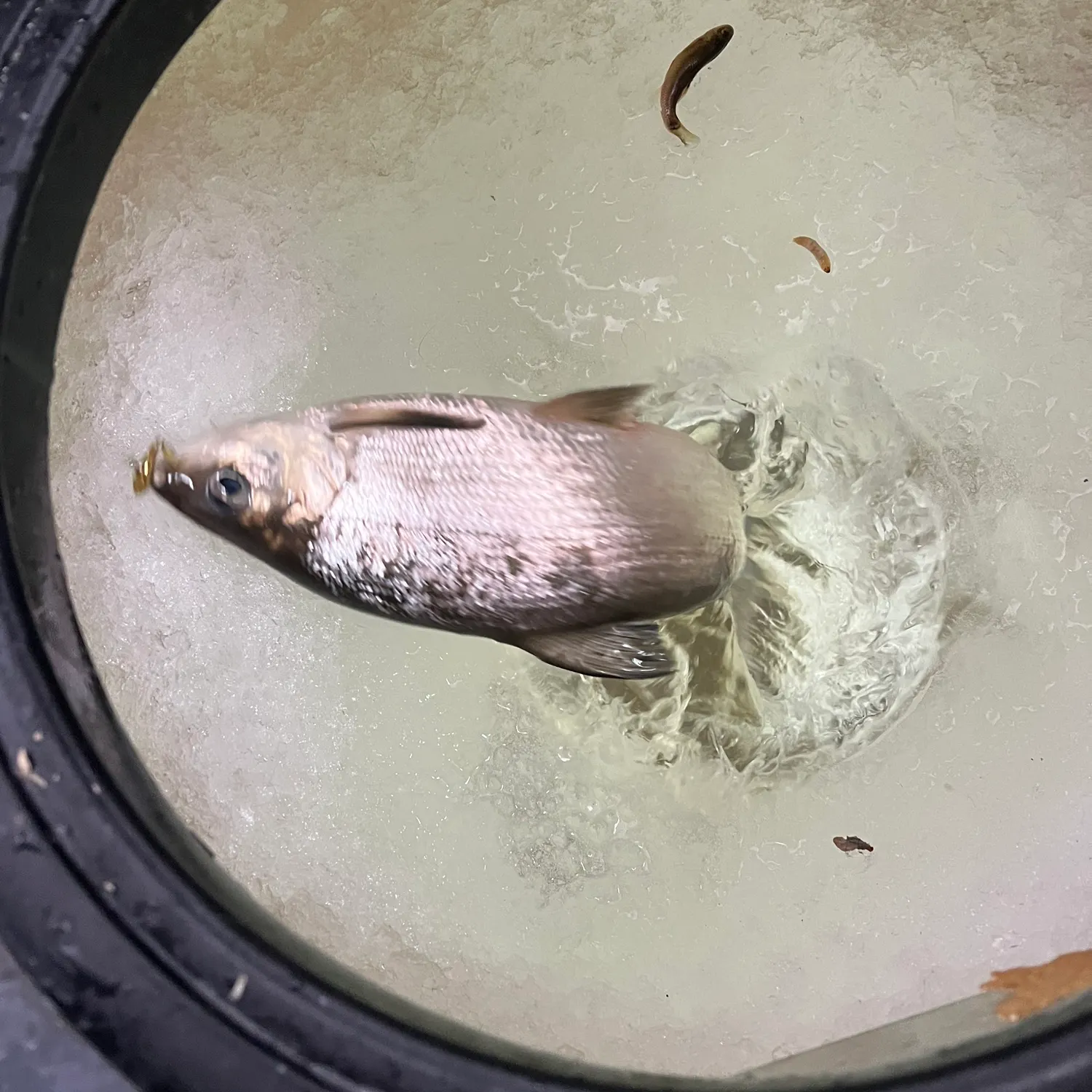 The most recent Lake whitefish catches on Fishbrain