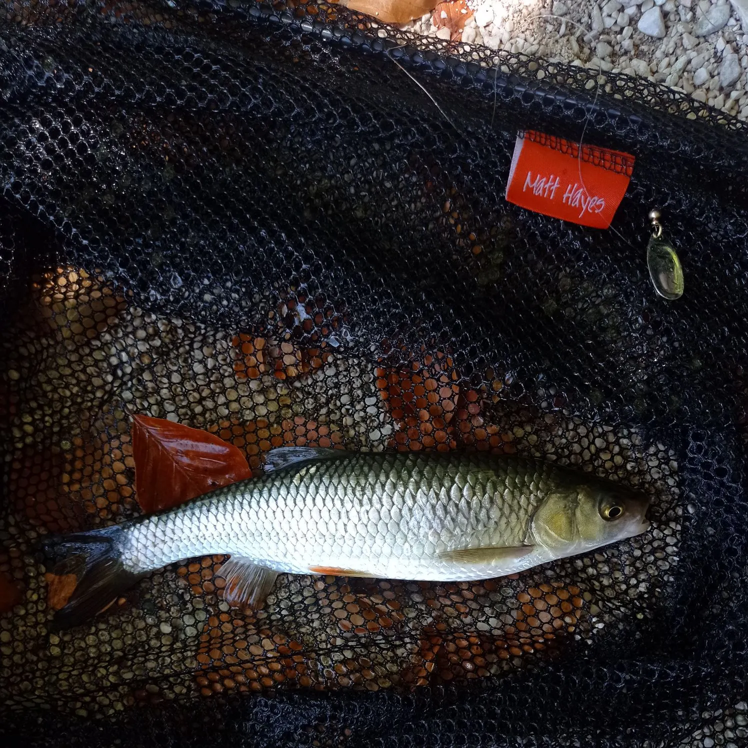 European chub caught on Fishbrain