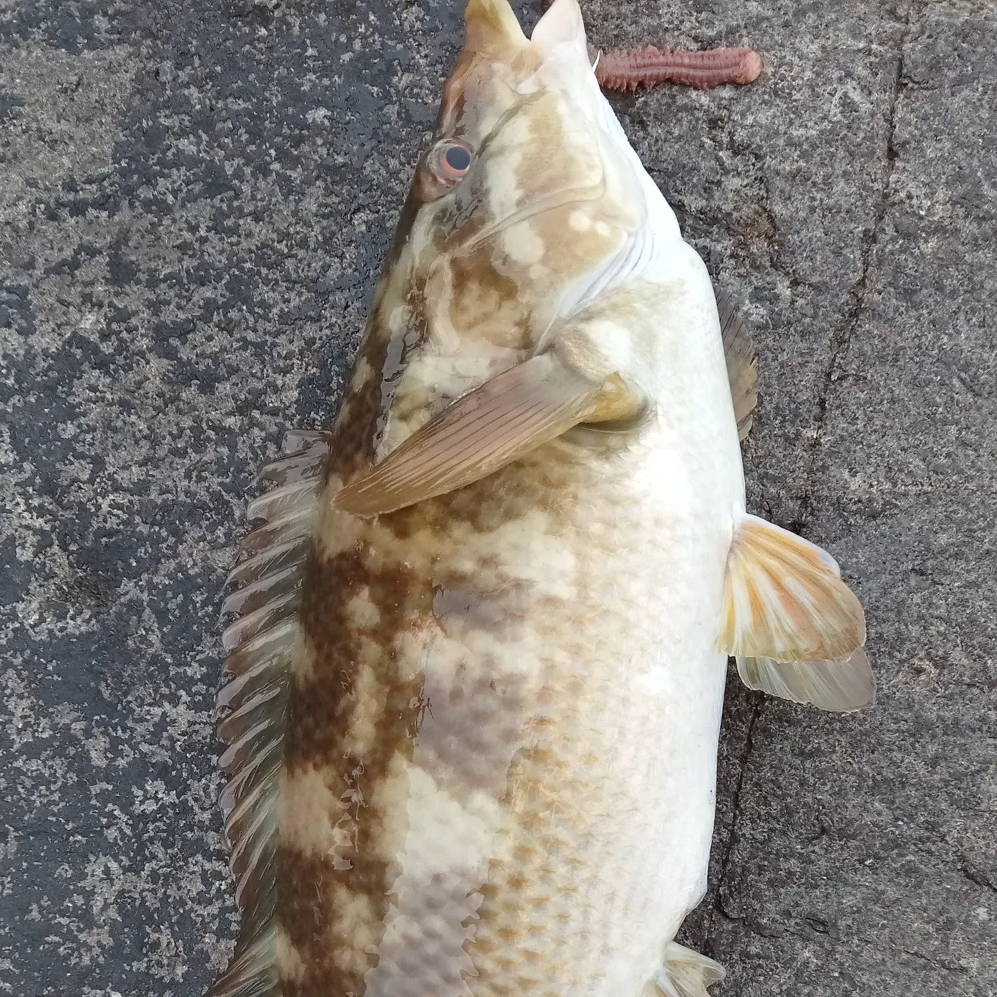 The most recent Slender wrasse catches on Fishbrain