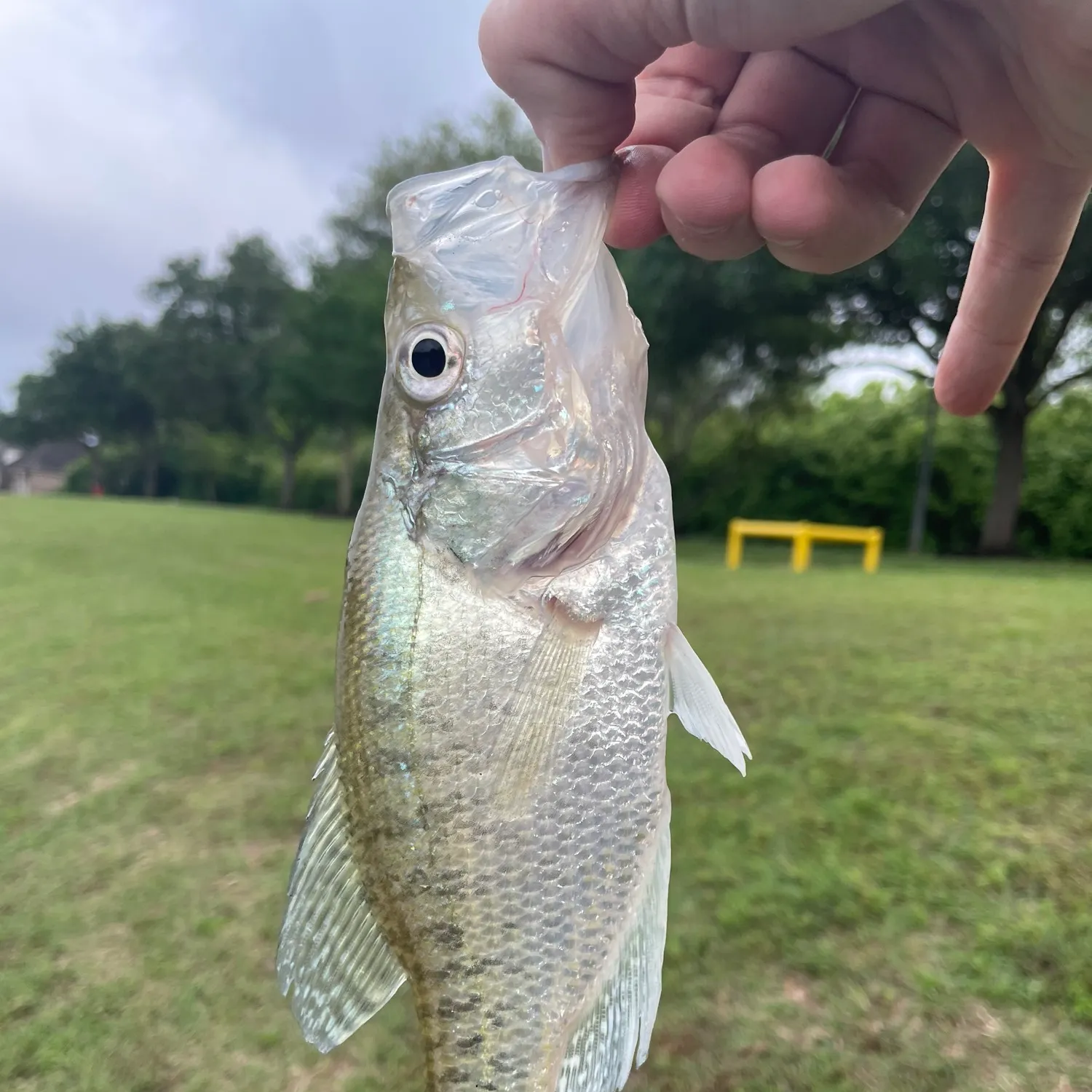 White crappie caught on Fishbrain