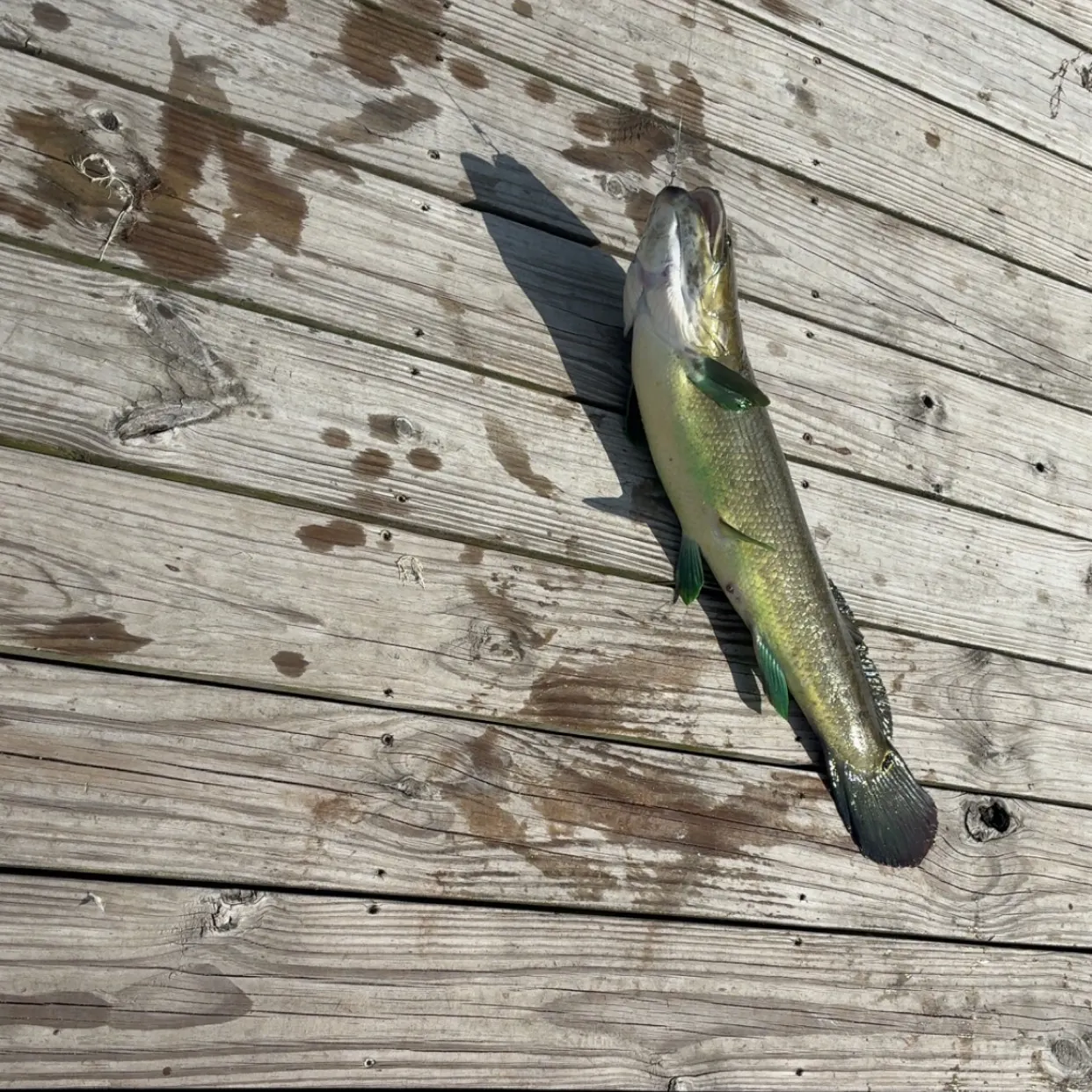 recently logged catches