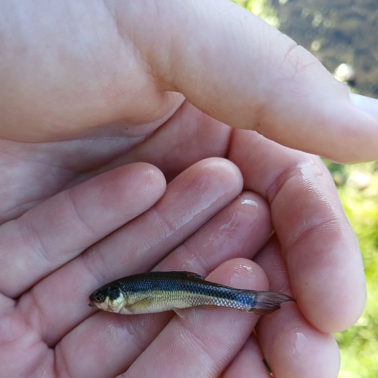 Fathead minnow caught on Fishbrain
