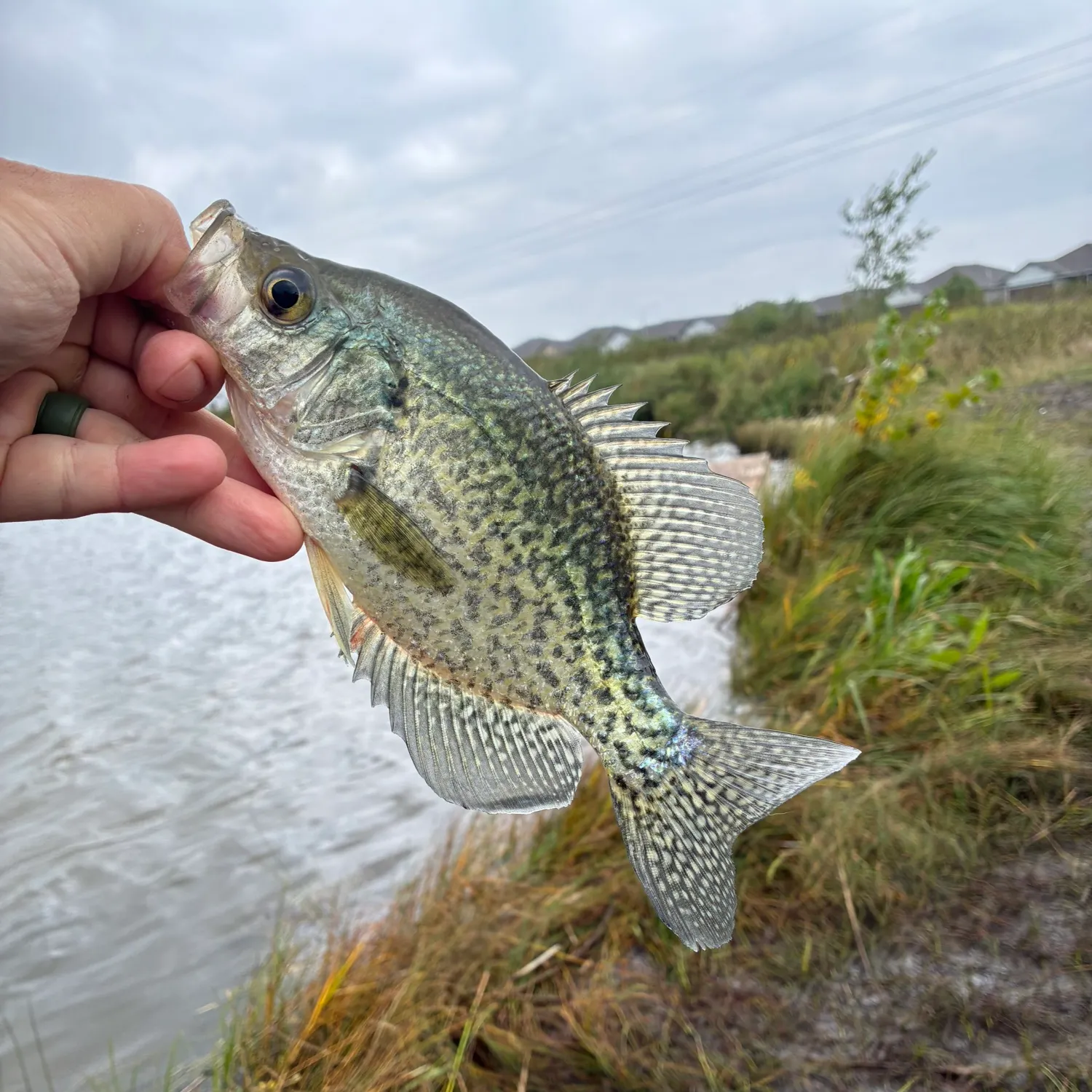 Black crappie caught on Fishbrain