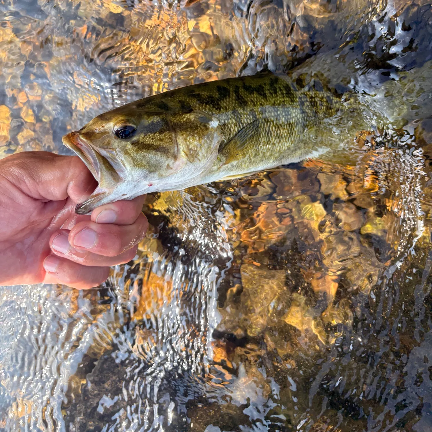 Smallmouth bass caught on Fishbrain