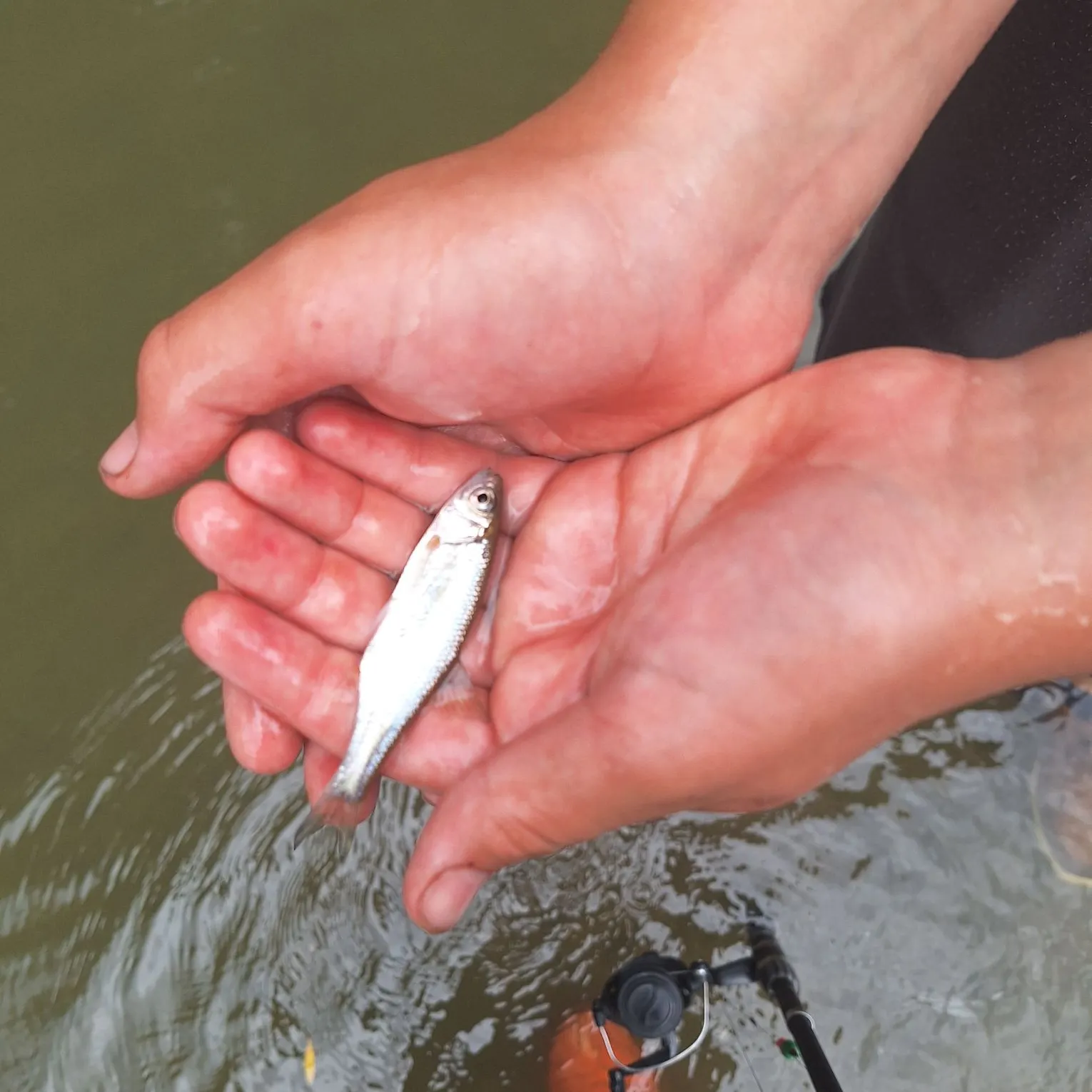 European chub caught on Fishbrain