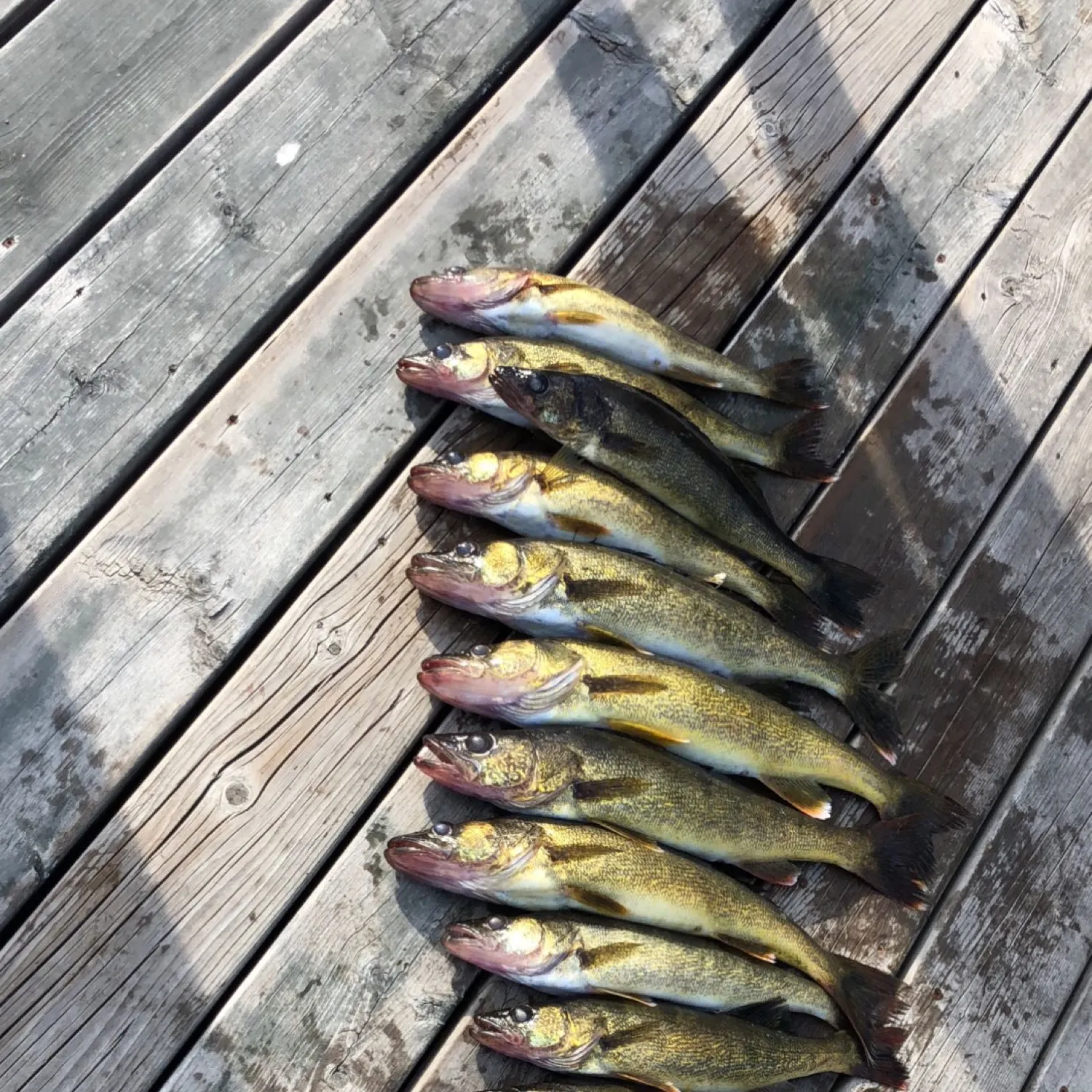 recently logged catches