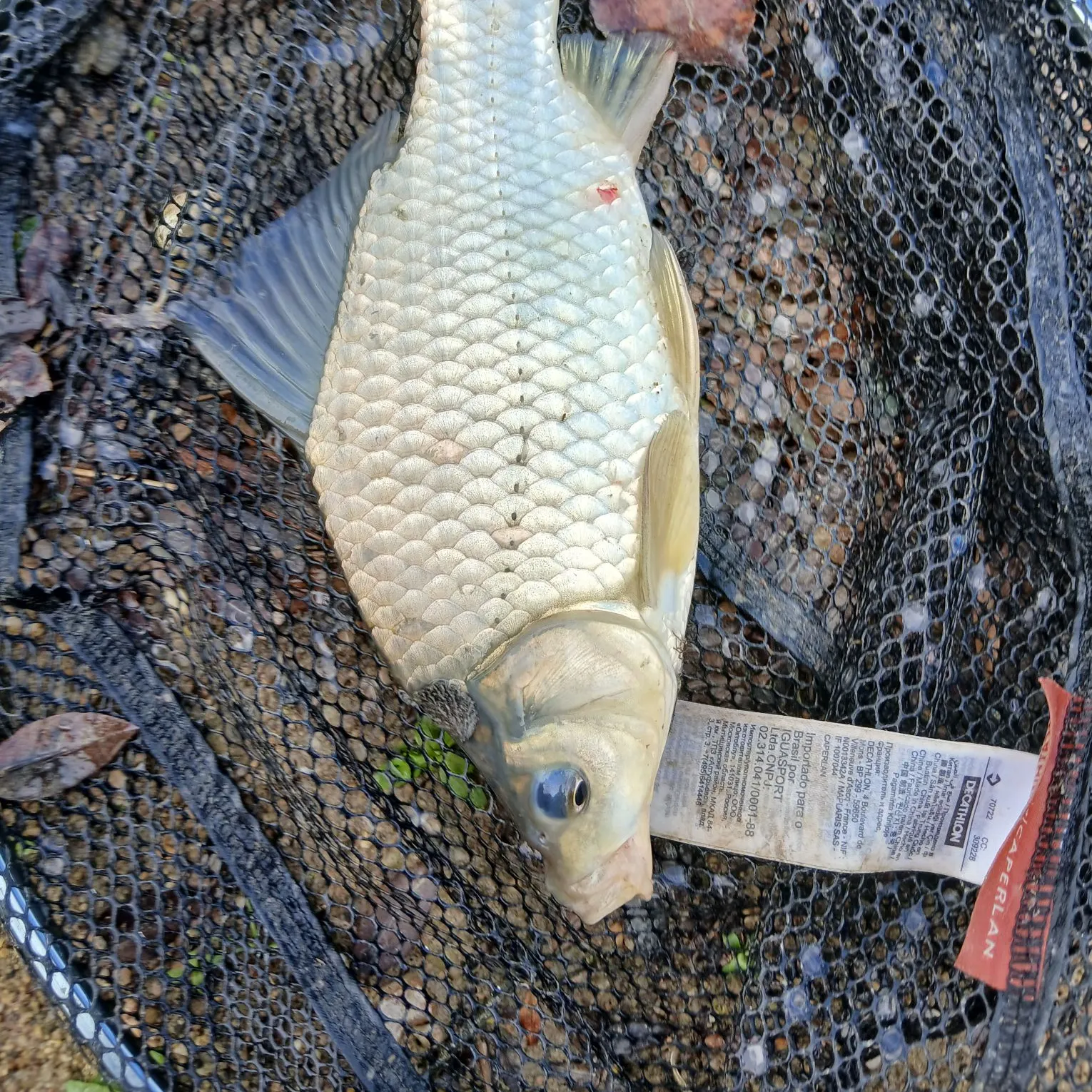 Common carp caught on Fishbrain