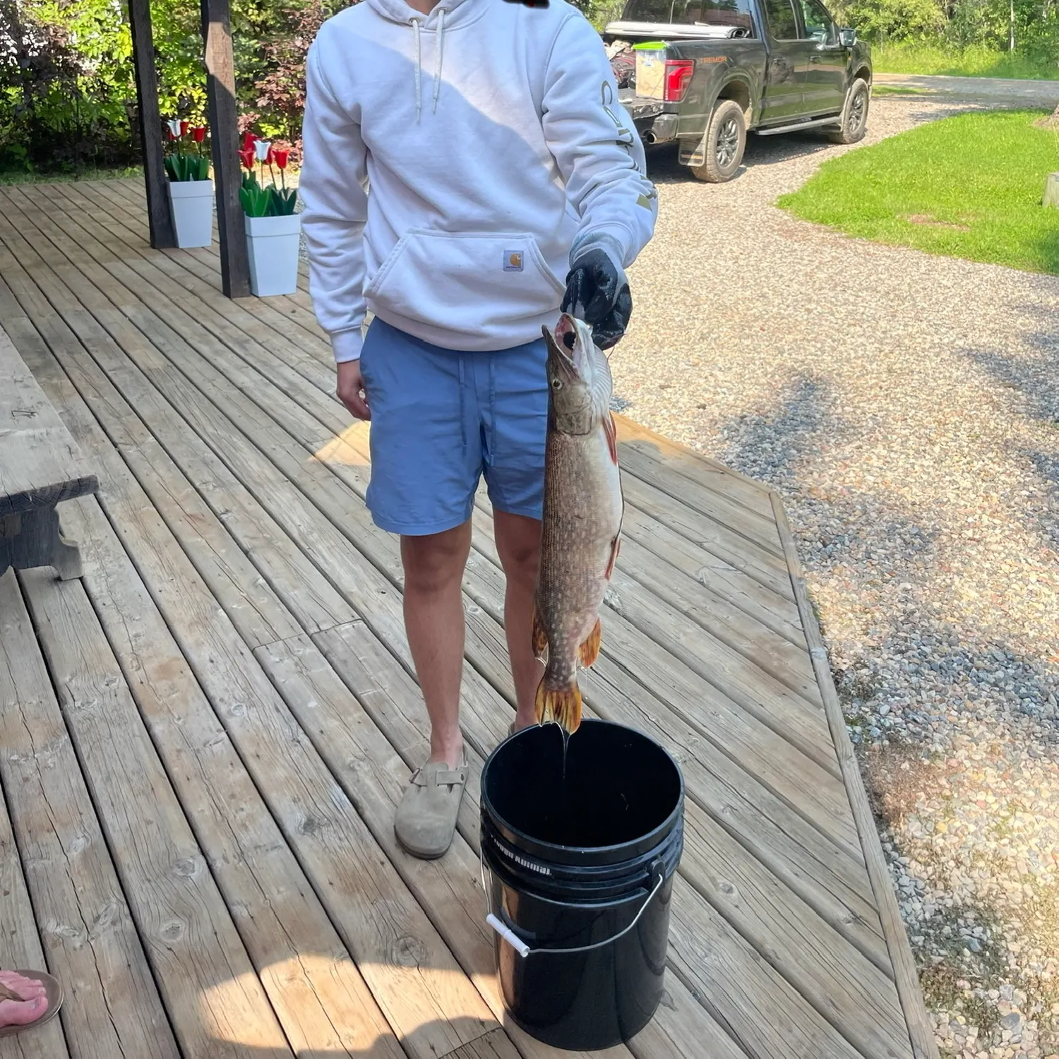 Northern pike caught on Fishbrain
