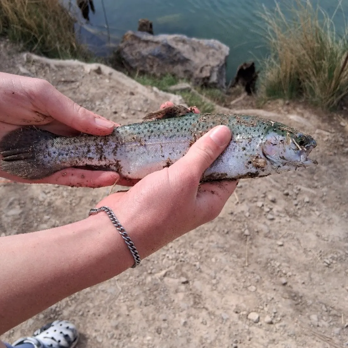 Rainbow trout caught on Fishbrain