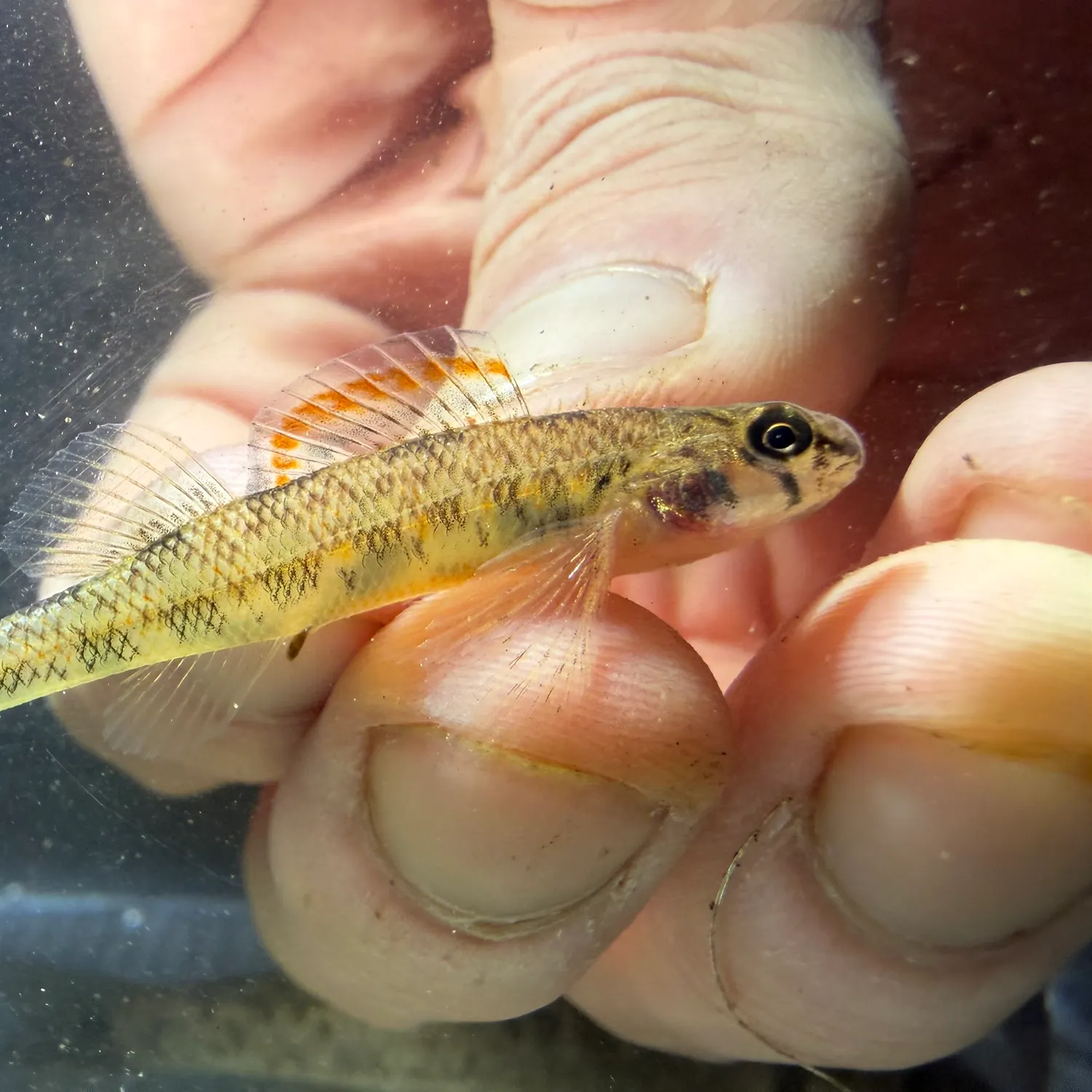 The most recent Iowa darter catches on Fishbrain