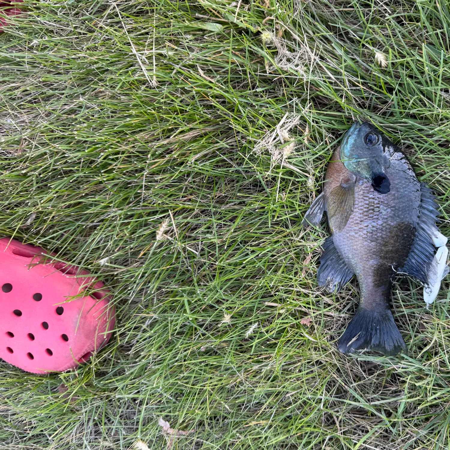 Fish caught on Fishbrain