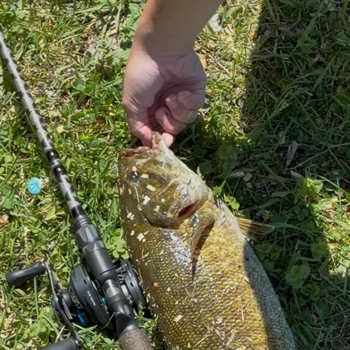 Smallmouth bass caught on Fishbrain