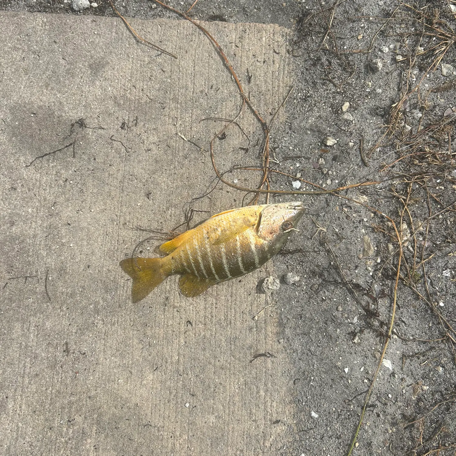 Bluestriped grunt caught on Fishbrain